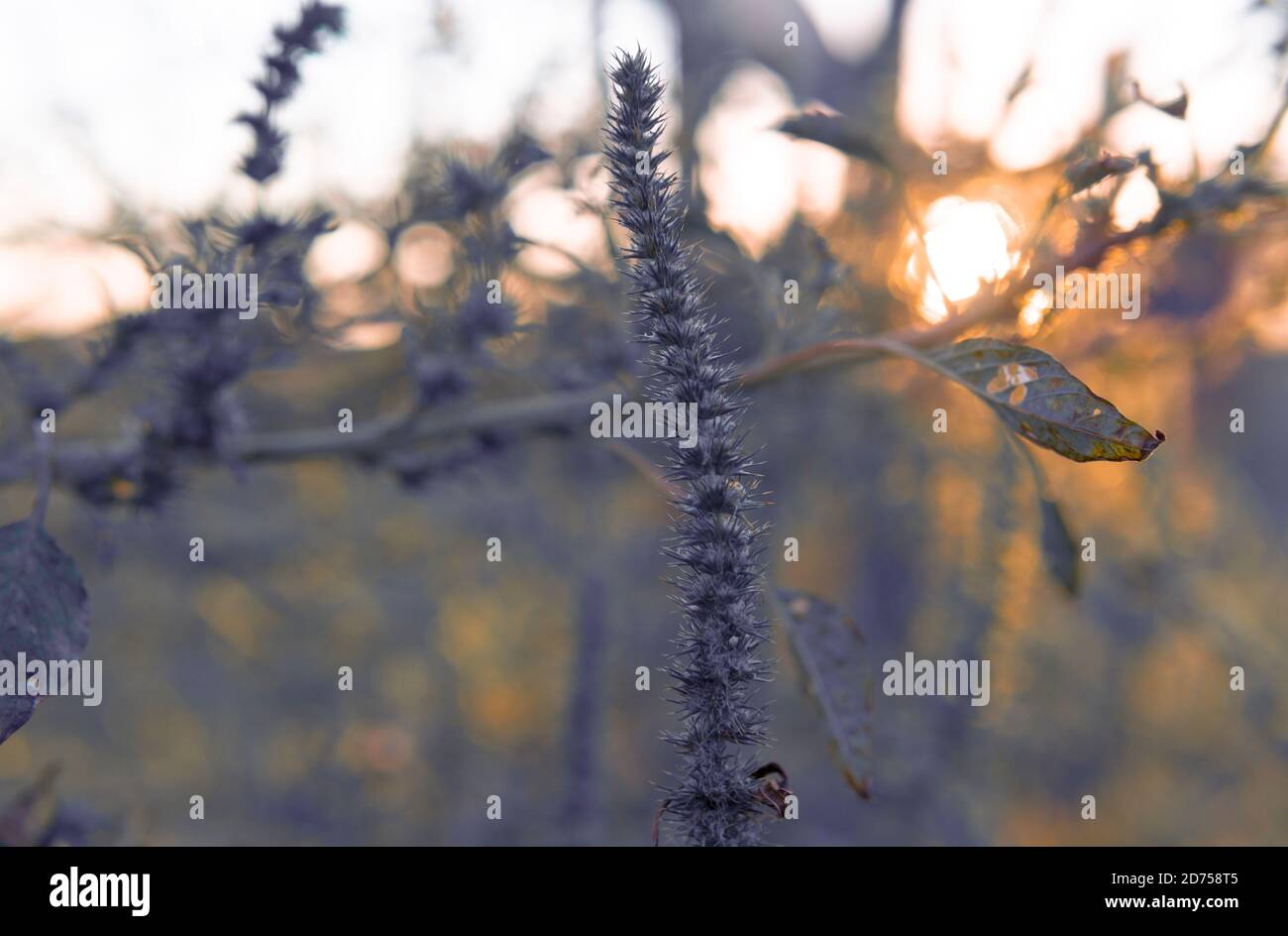 Ambiance moderne image des Thistles et des buissons au coucher du soleil Banque D'Images