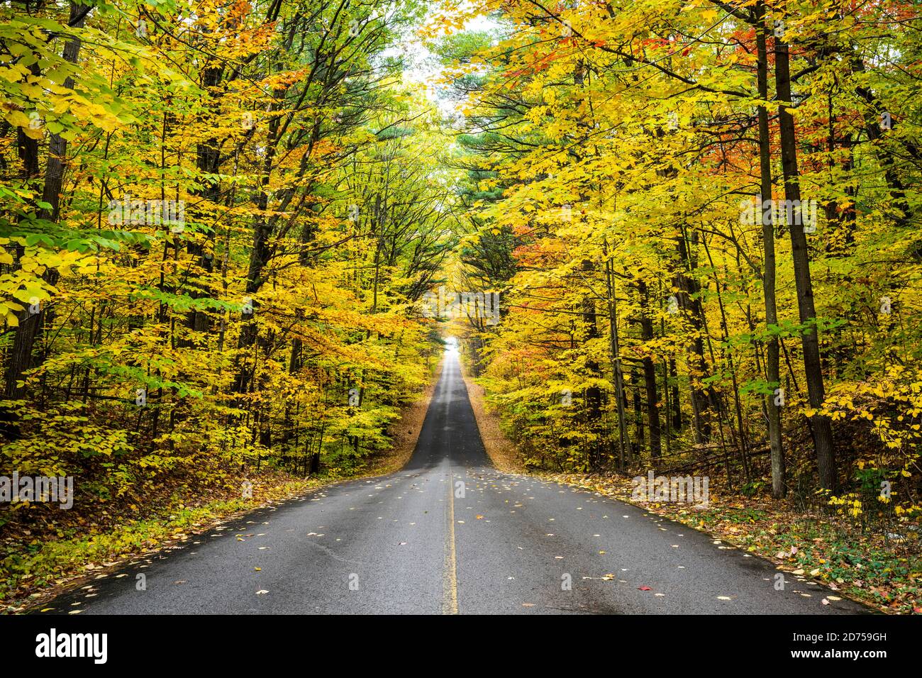 Belle forêt d'automne route sans fin Banque D'Images