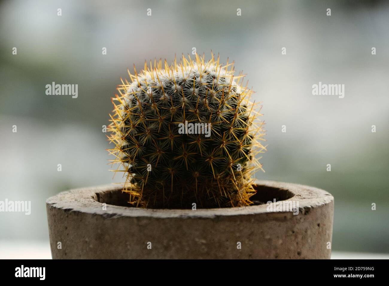 Petit cactus rond dans un pot de ciment Photo Stock - Alamy