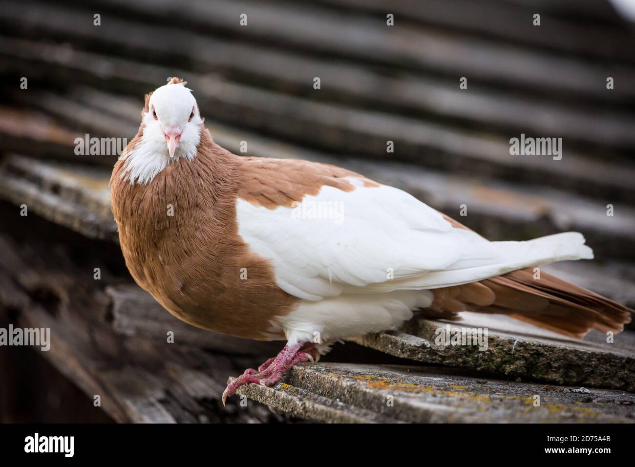Ganselkröpfer, une race de pigeons pouters (cropper) en voie de disparition originaire d'Autriche Banque D'Images Ganselkröpfer, une race de pigeons pouters (cropper) en voie de disparition originaire d'Autriche Banque D'Images