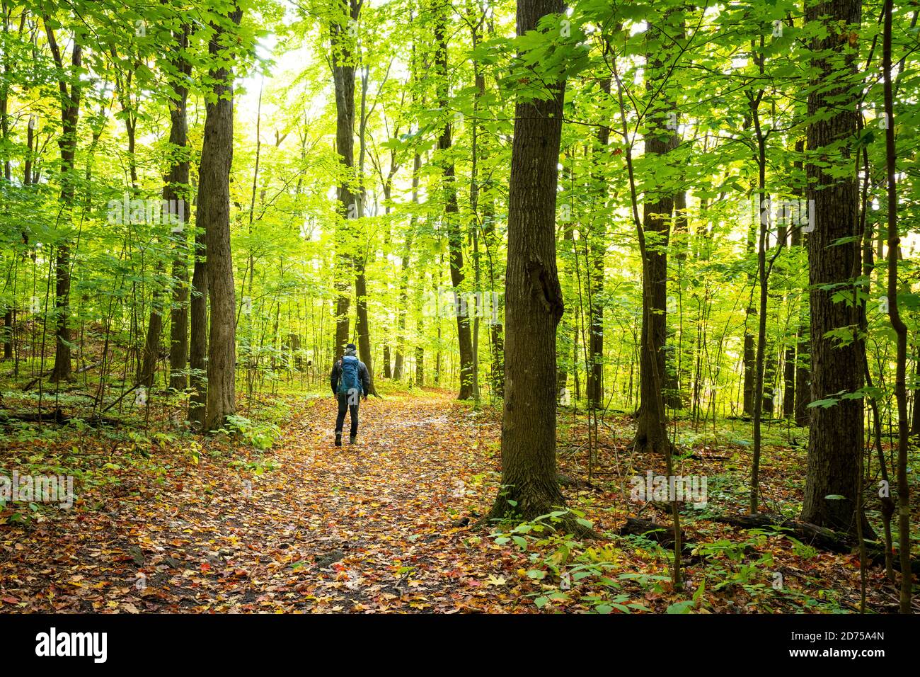 Homme actif en bonne santé randonnée dans la belle forêt d'automne Banque D'Images