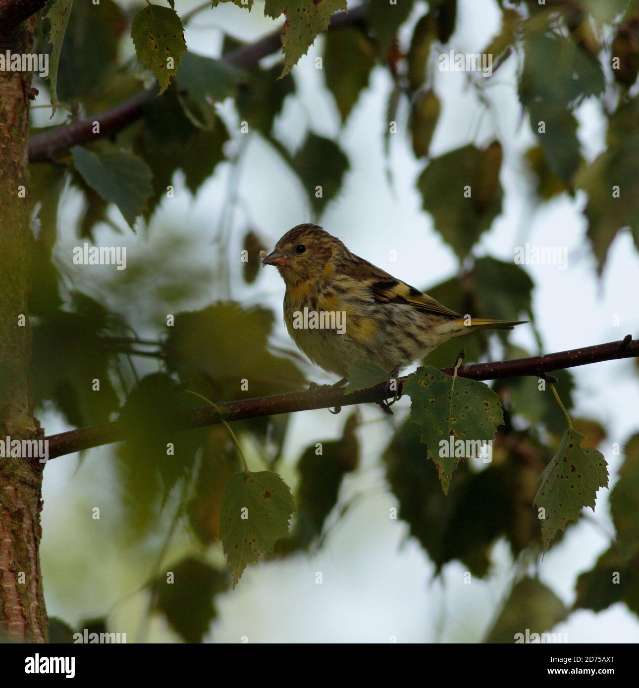 Siskin se nourrissant de graines de bouleau Banque D'Images