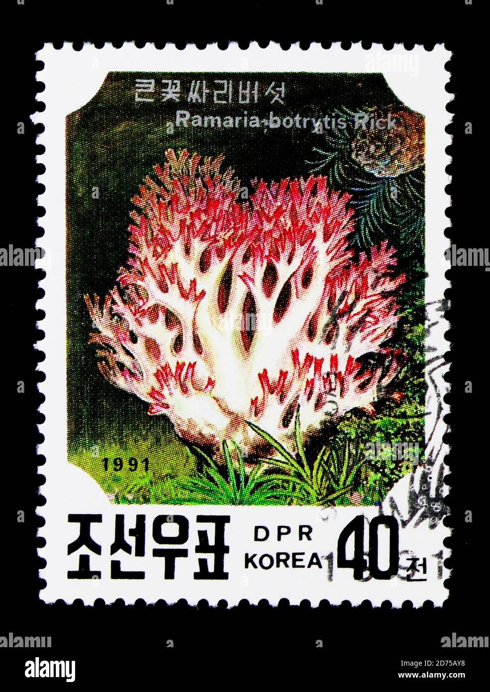 MOSCOU, RUSSIE - 25 NOVEMBRE 2017 : un timbre imprimé en république populaire démocratique de Corée montre le ramaria botrytis, une série de champignons, vers 1991 Banque D'Images