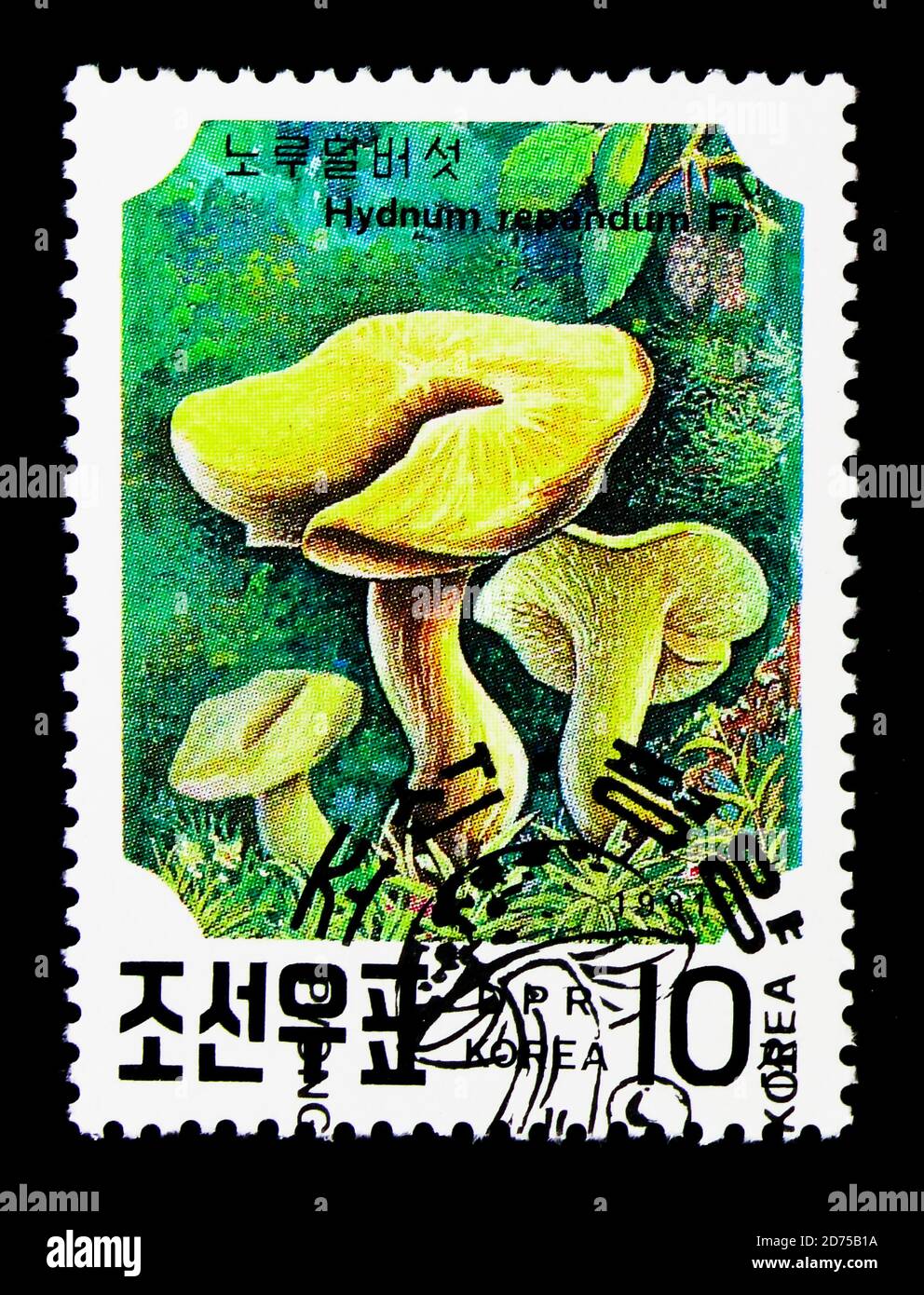 MOSCOU, RUSSIE - 25 NOVEMBRE 2017 : un timbre imprimé en république populaire démocratique de Corée montre Hydnum repandum, champignons de la série, vers 1991 Banque D'Images