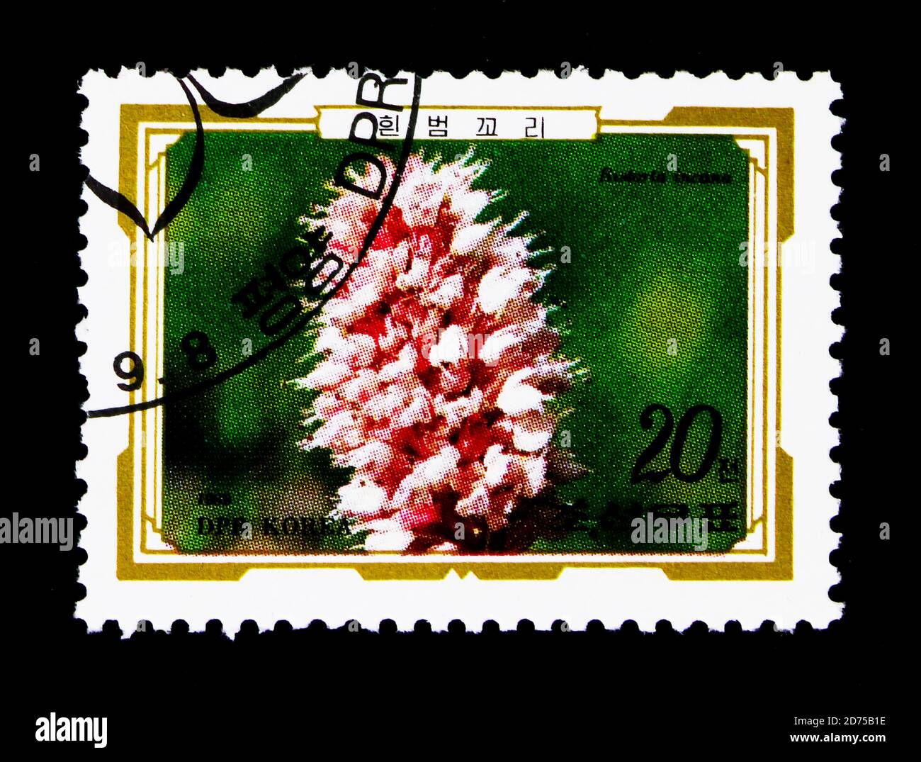 MOSCOU, RUSSIE - 25 NOVEMBRE 2017 : un timbre imprimé en république populaire démocratique de Corée montre Bistorta incana, série de fleurs alpines, vers 1989 Banque D'Images