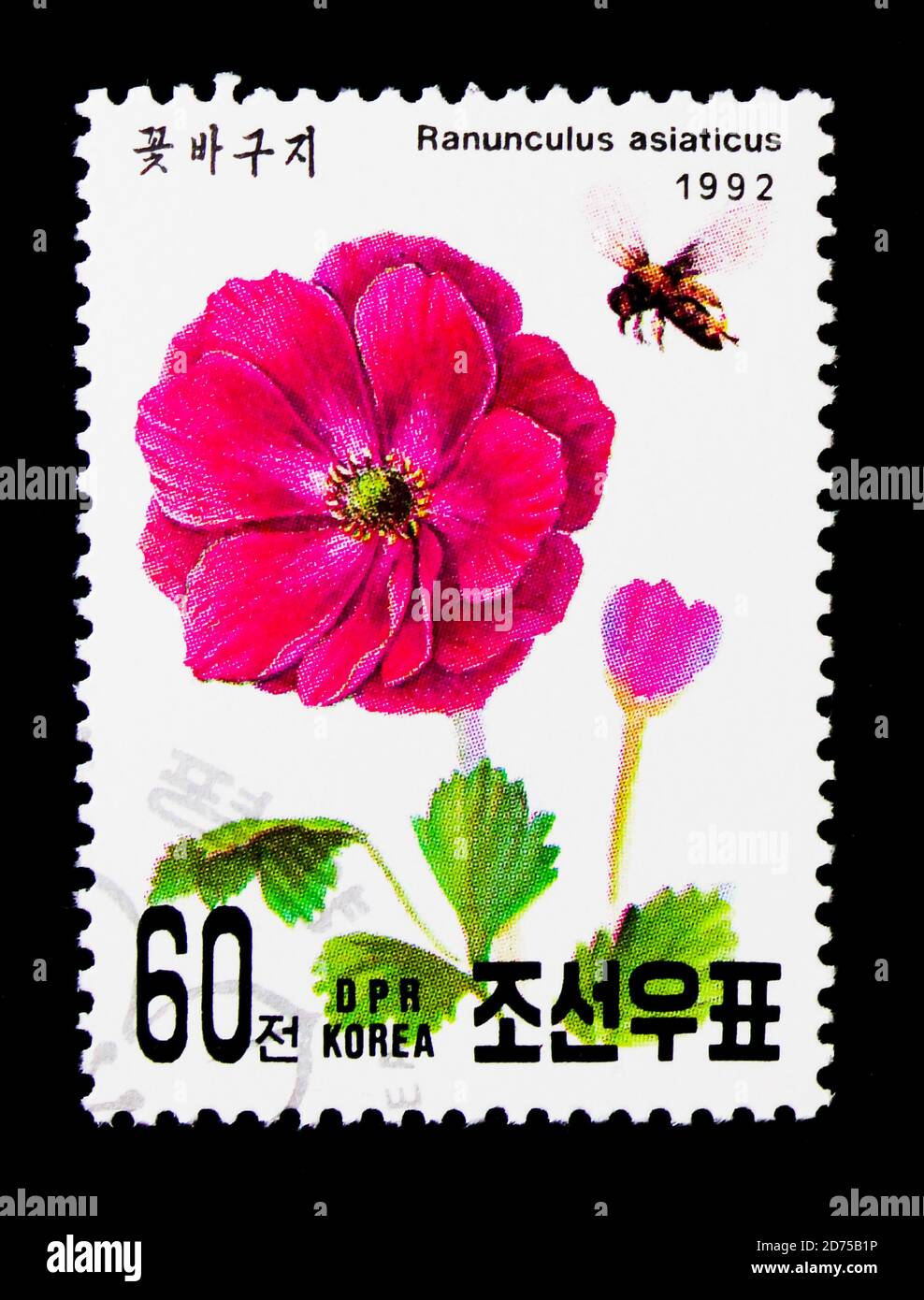 MOSCOU, RUSSIE - 25 NOVEMBRE 2017 : un timbre imprimé en république populaire démocratique de Corée montre Ranunculus asiticus, International Stamp Exhititititititi Banque D'Images
