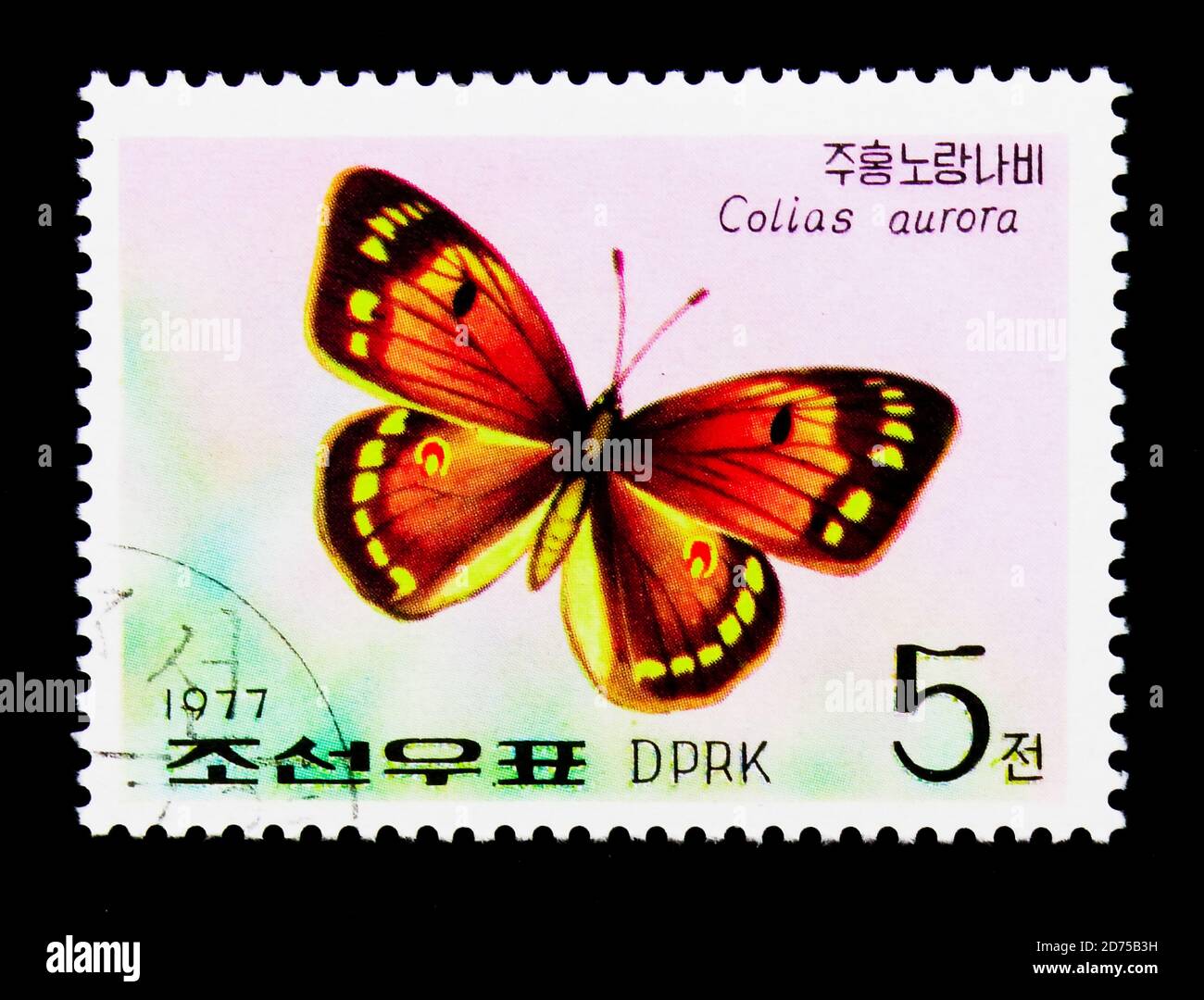 MOSCOU, RUSSIE - 25 NOVEMBRE 2017 : un timbre imprimé en république populaire démocratique de Corée montre Butterfly (Colias aurora), série, vers 1977 Banque D'Images
