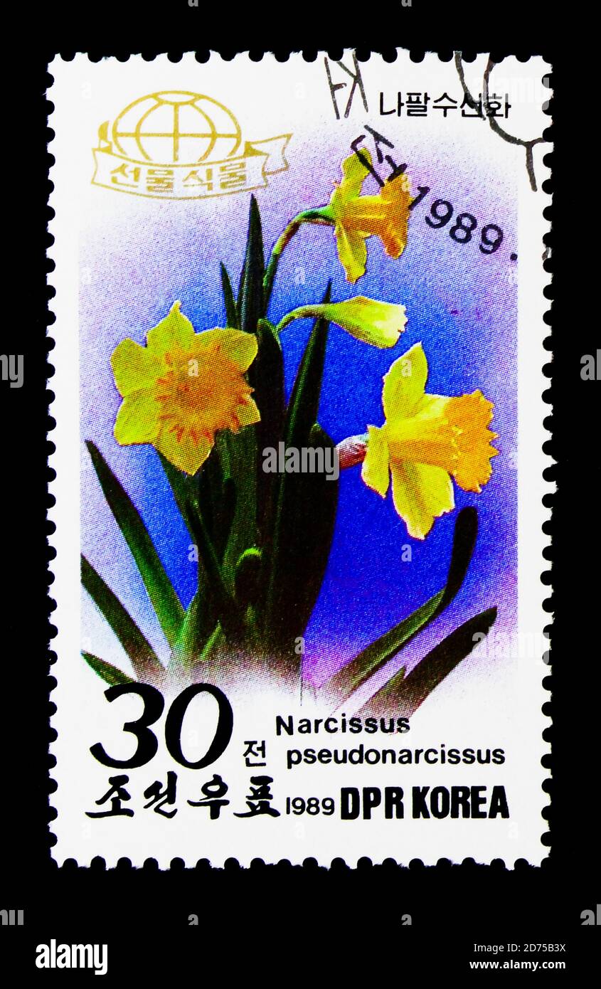 MOSCOU, RUSSIE - le 25 NOVEMBRE 2017 : un timbre imprimé en république populaire démocratique de Corée montre le jonarcisse sauvage (Narcissus pseudonarcisse), des plantes Banque D'Images