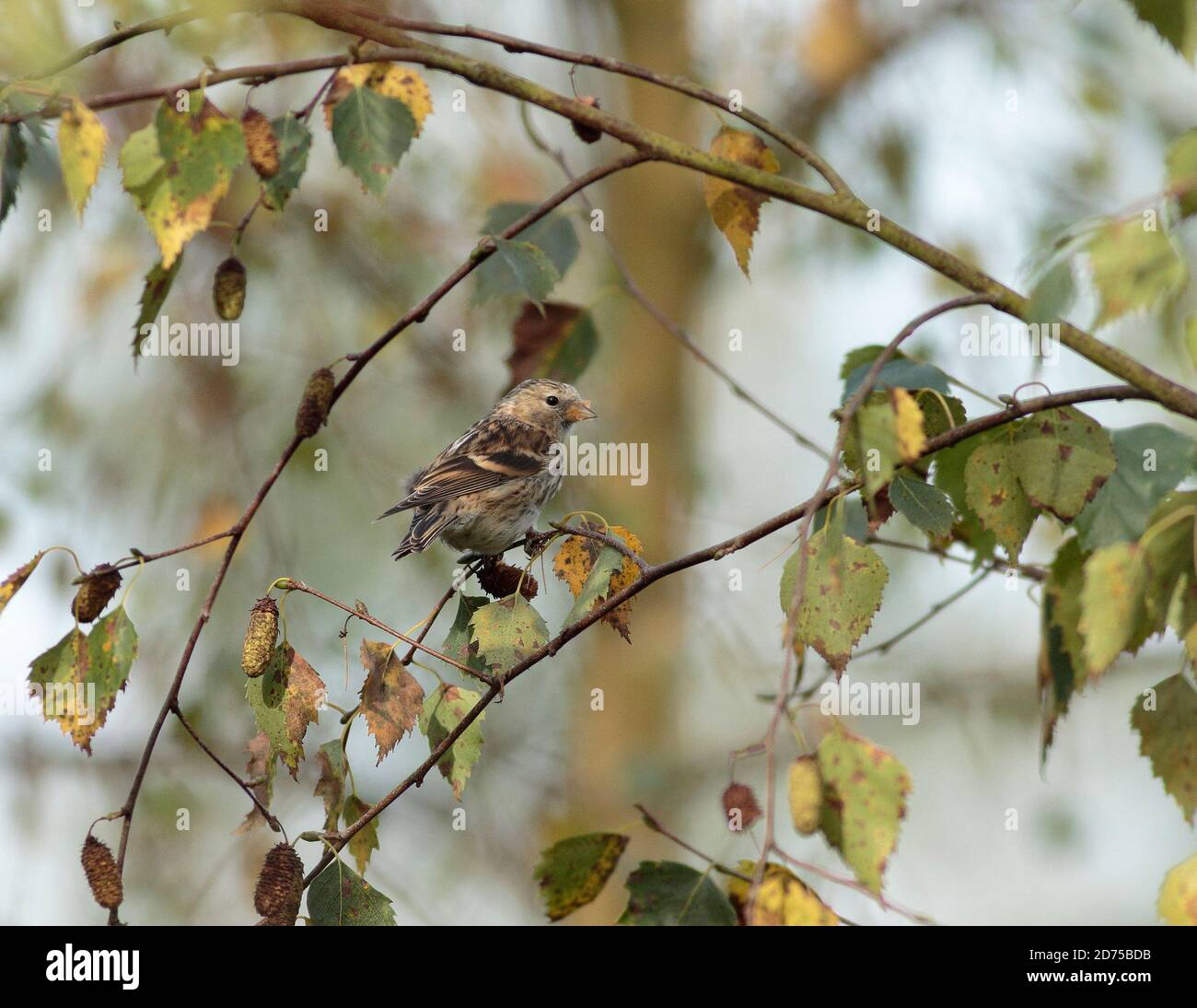 Siskin se nourrissant de graines de bouleau Banque D'Images