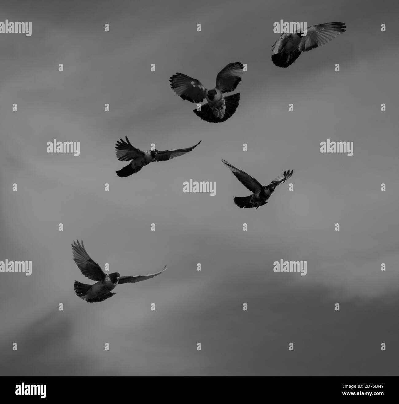 Cinq pigeons d'origine en vol en noir et blanc Banque D'Images Cinq pigeons d'origine en vol en noir et blanc Banque D'Images