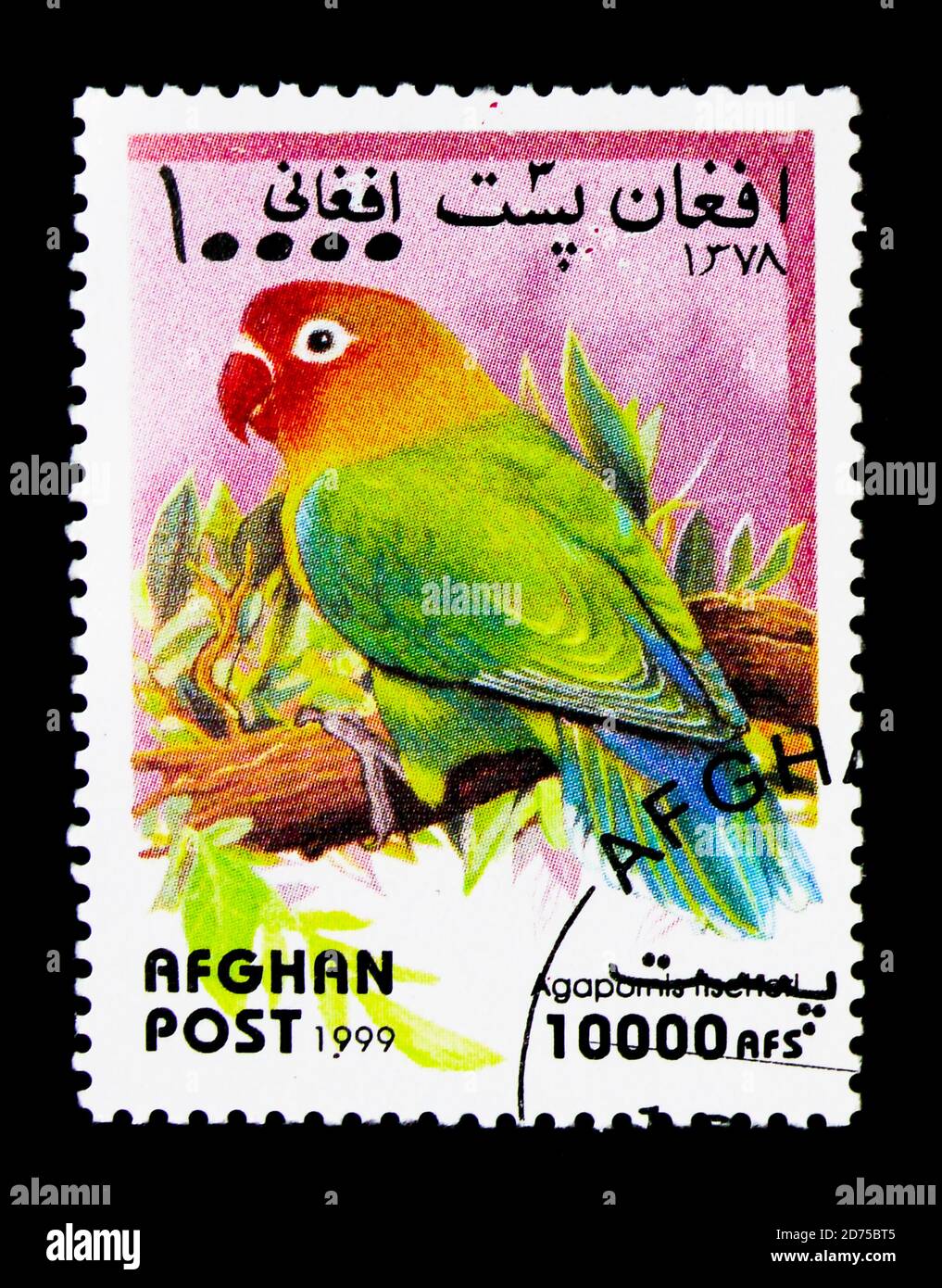 MOSCOU, RUSSIE - 25 NOVEMBRE 2017 : un timbre imprimé en Afghanistan montre le lovebird de Fischer (Agapornis fischeri), série Parrots, vers 1999 Banque D'Images