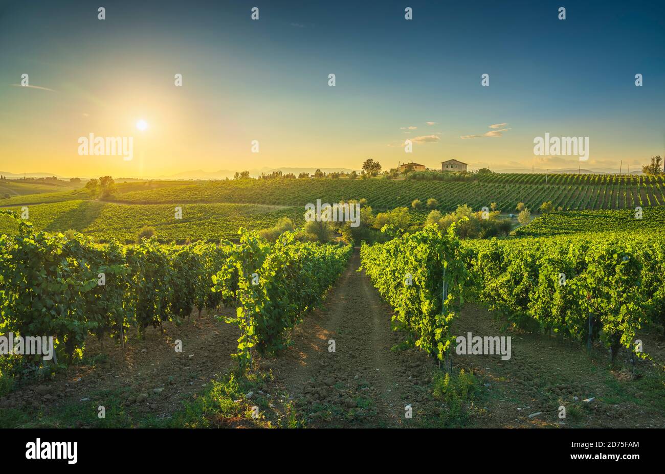 Vignobles du Chianti et panorama au coucher du soleil. Cerreto Guidi, Toscane, Italie Europe. Banque D'Images