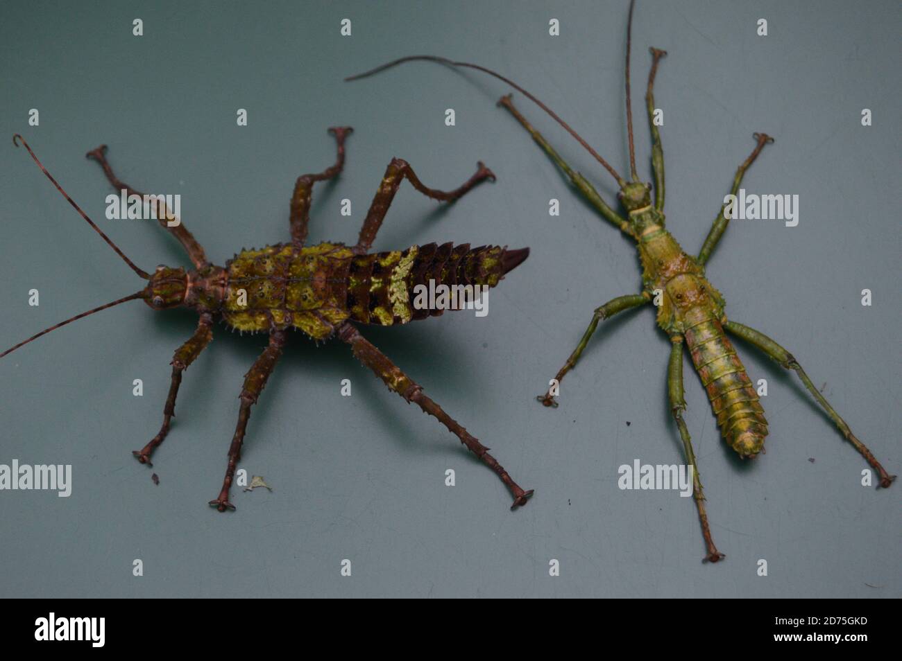 Mearnsiana bullosa Banque de photographies et d’images à haute ...