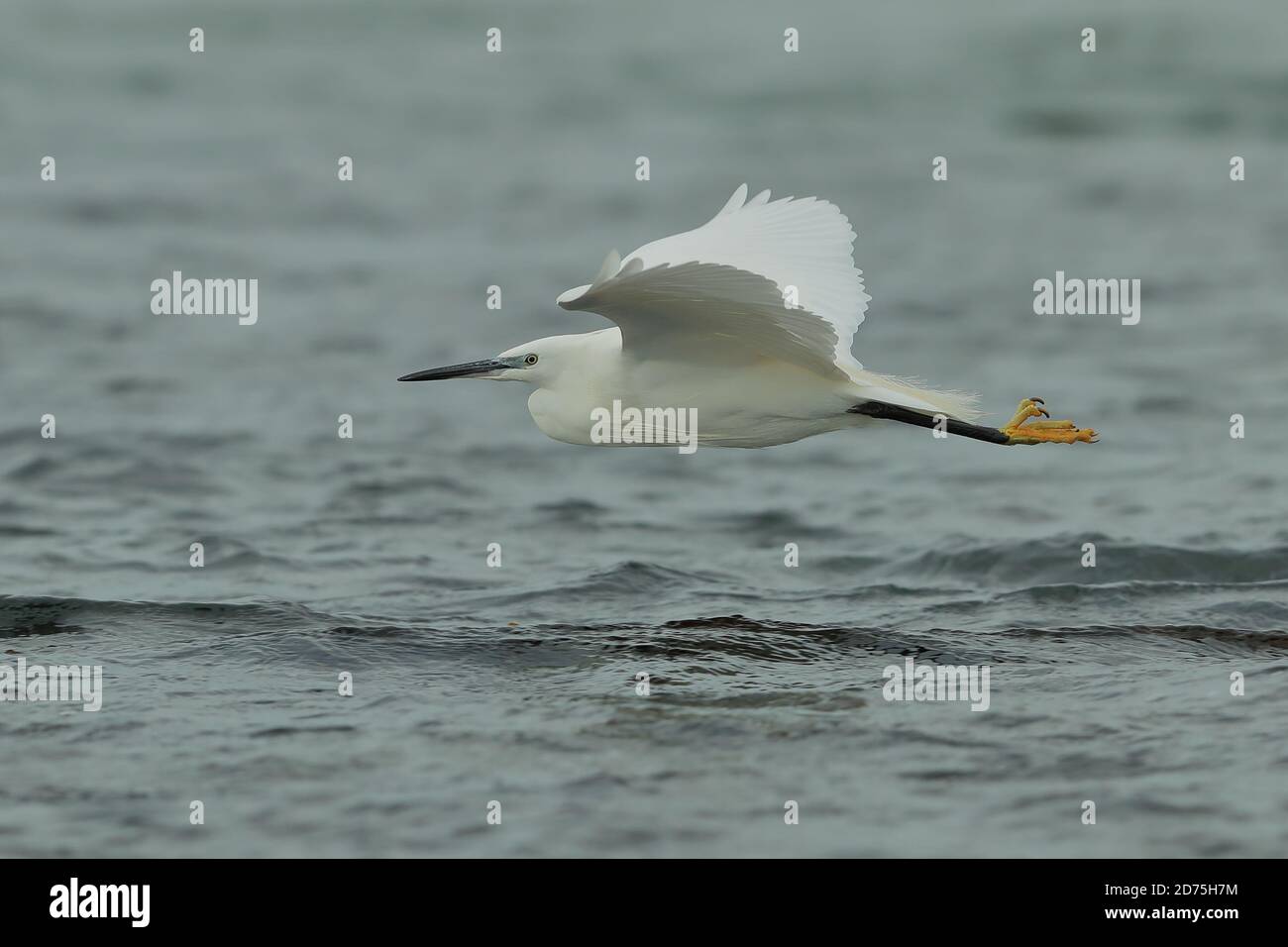 Aigrette garzette (Egretta garzetta) Banque D'Images