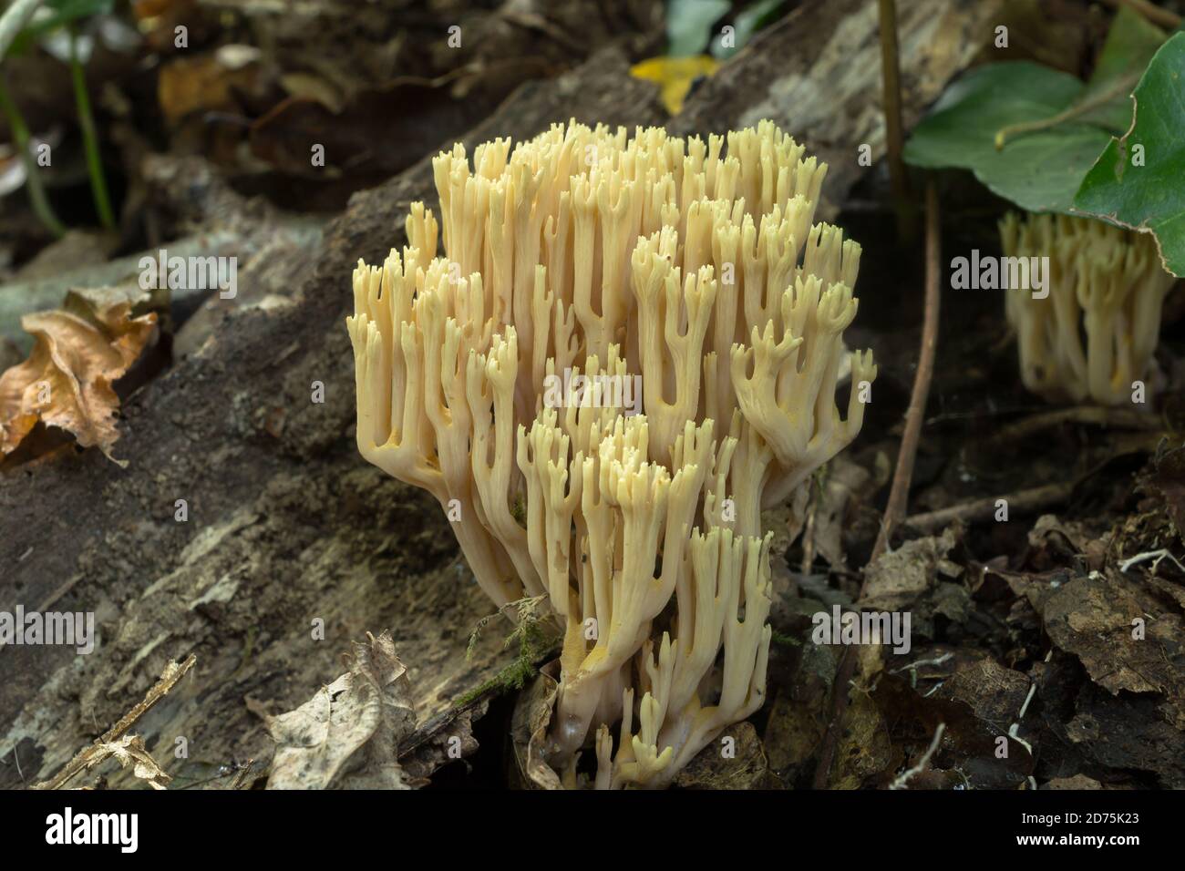Un champignon de corail qui pousse sur un tronc d'arbre en décomposition Banque D'Images