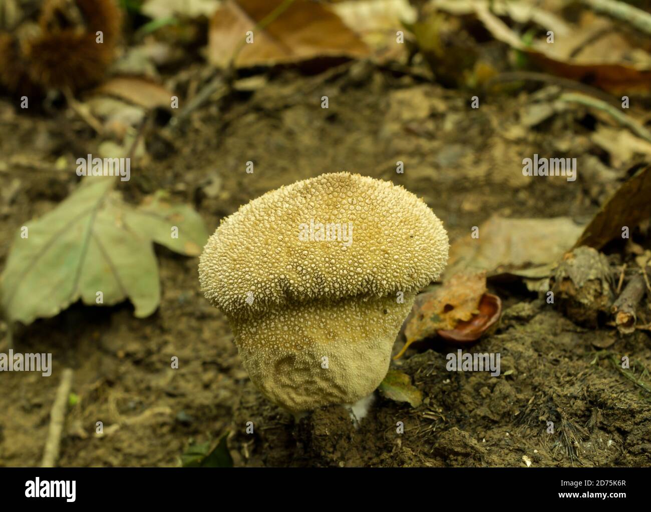 Un puffball ou un perlatum partiellement appauvri et mature. Dans les bois d'automne. Banque D'Images