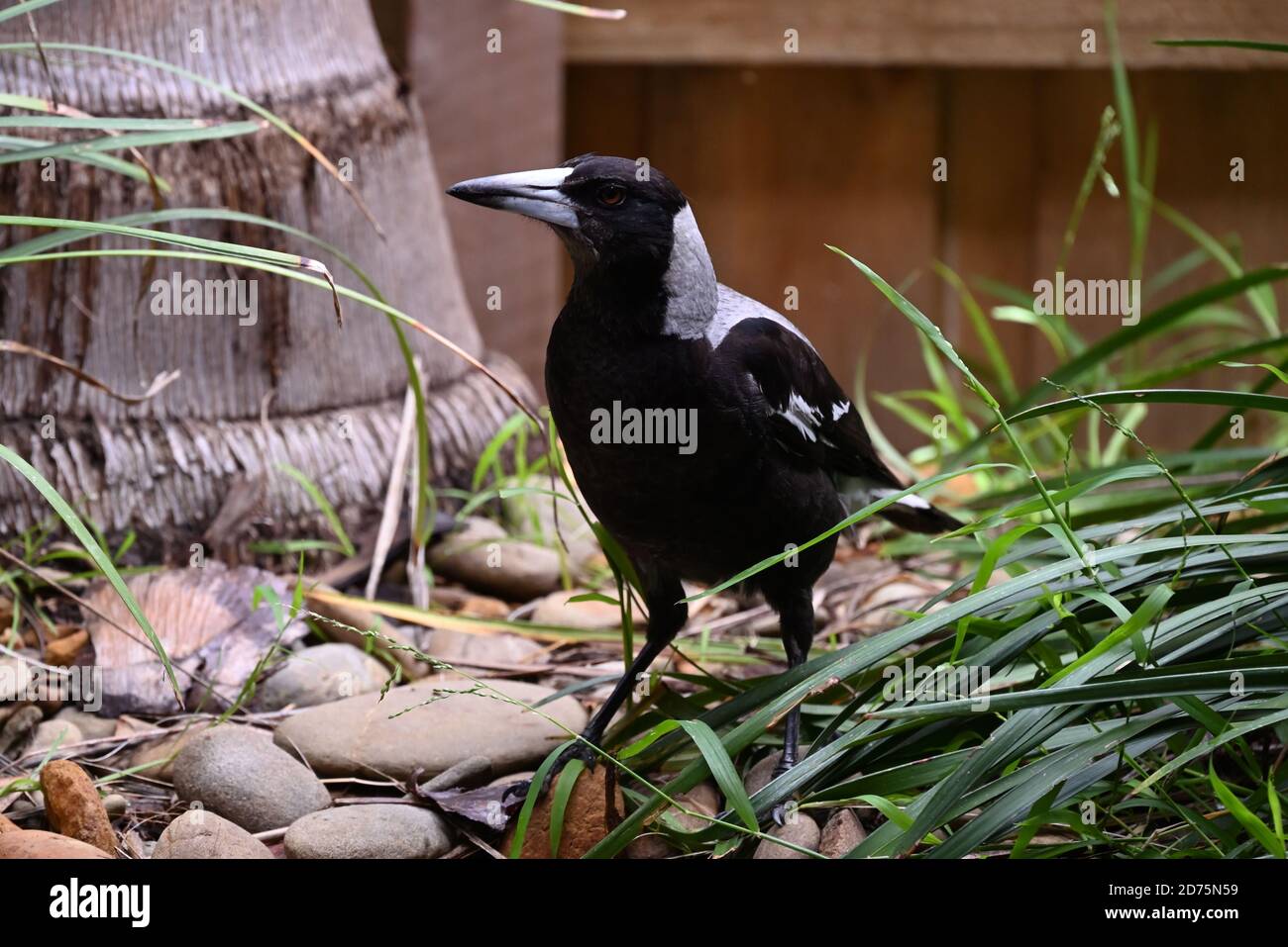 Un Magpie australien debout sur des pierres entourées de verdure dans un jardin. Banque D'Images