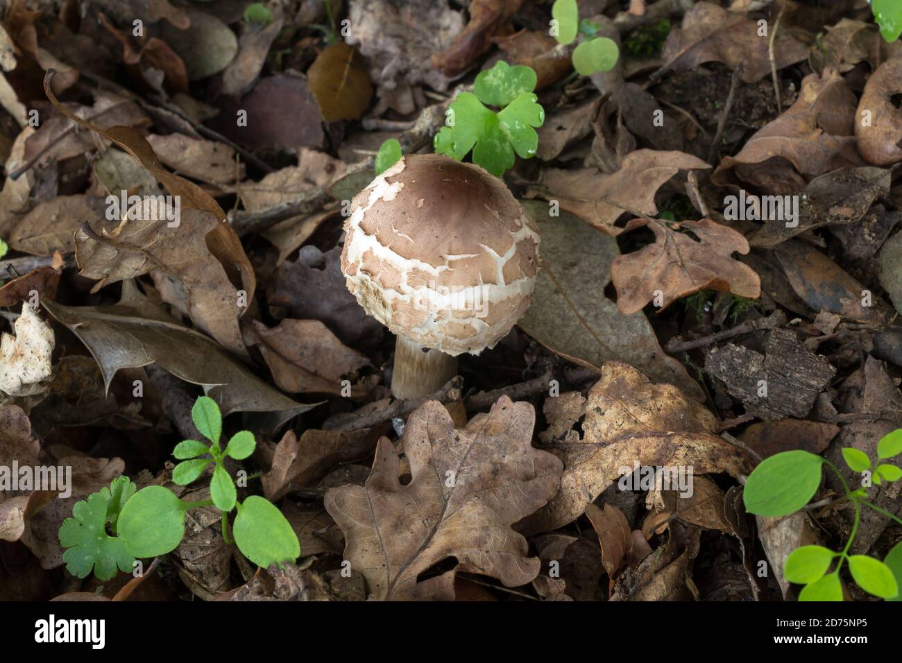 Peut-être un jeune champignon parasol ou macrolepiota procera dans la croissance précoce. Banque D'Images