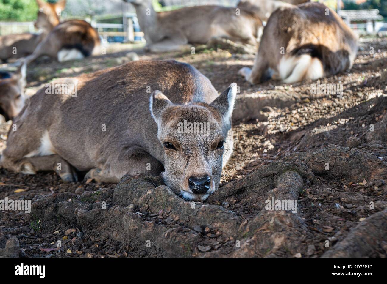 Cerf dans les forêts de Nara, Japon. Banque D'Images