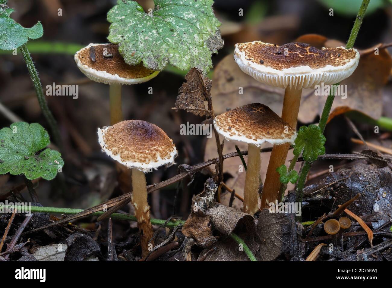 Le dapperling de Chestnut (Lepiota castanea) est un champignon toxique mortel, empilé macro photo Banque D'Images