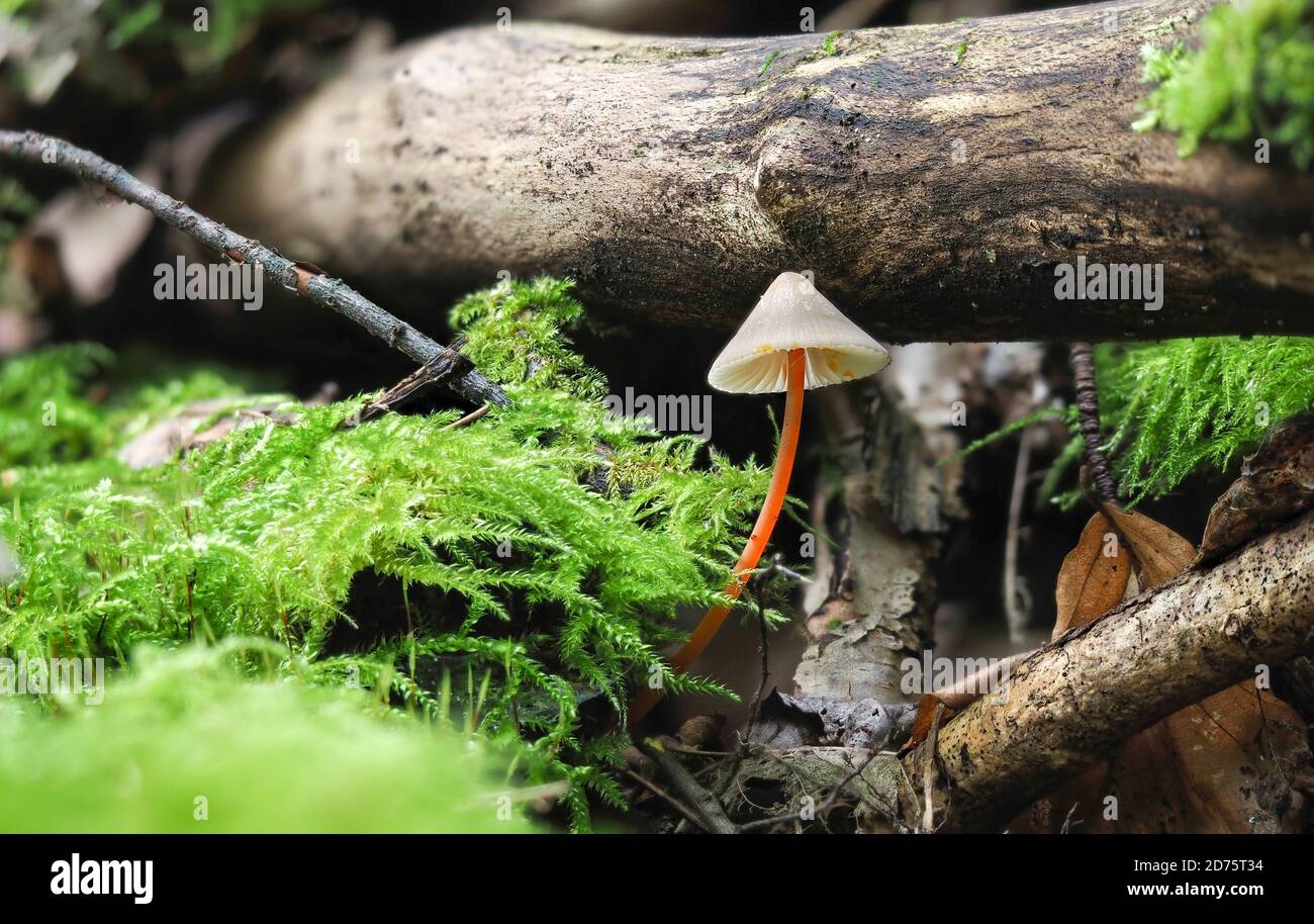 Le Bonnet de Saffrondrop (Mycena crocata) est un champignon non comestible , une macro-photo empilée Banque D'Images