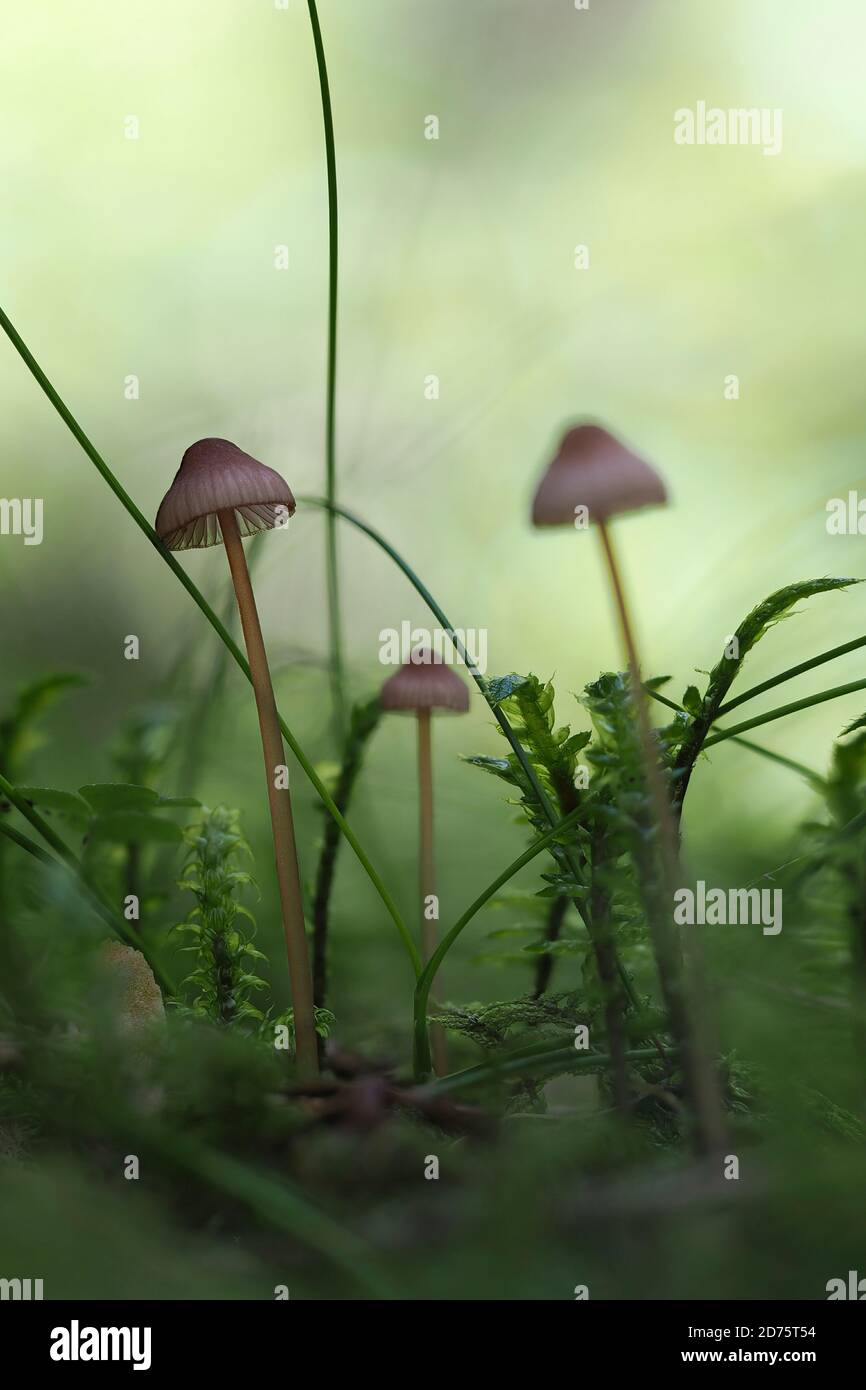 Le capot de la saignée (Mycena sanguinolenta) est un champignon non comestible, une macro-photo empilée Banque D'Images