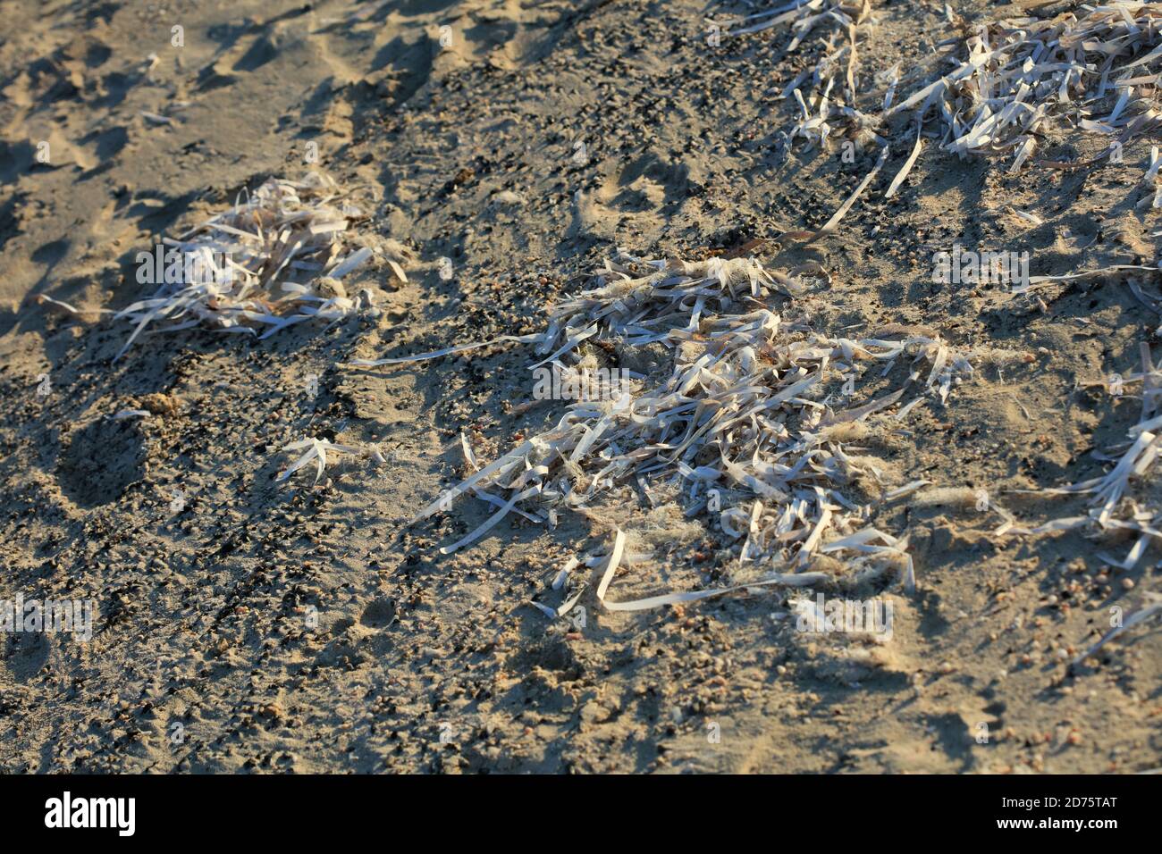 Mauvaise herbe de mer morte en crète île été moderne de haute qualité imprimer Banque D'Images