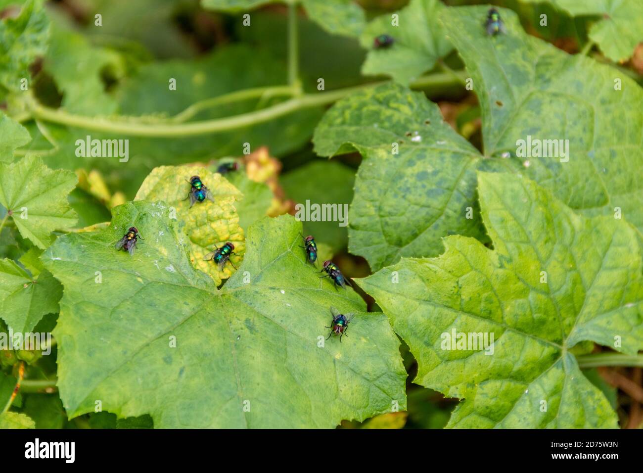 Le plan de taille des mouches est la peste sur les feuilles de plantes cultivées pour la consommation humaine. Insectes Banque D'Images
