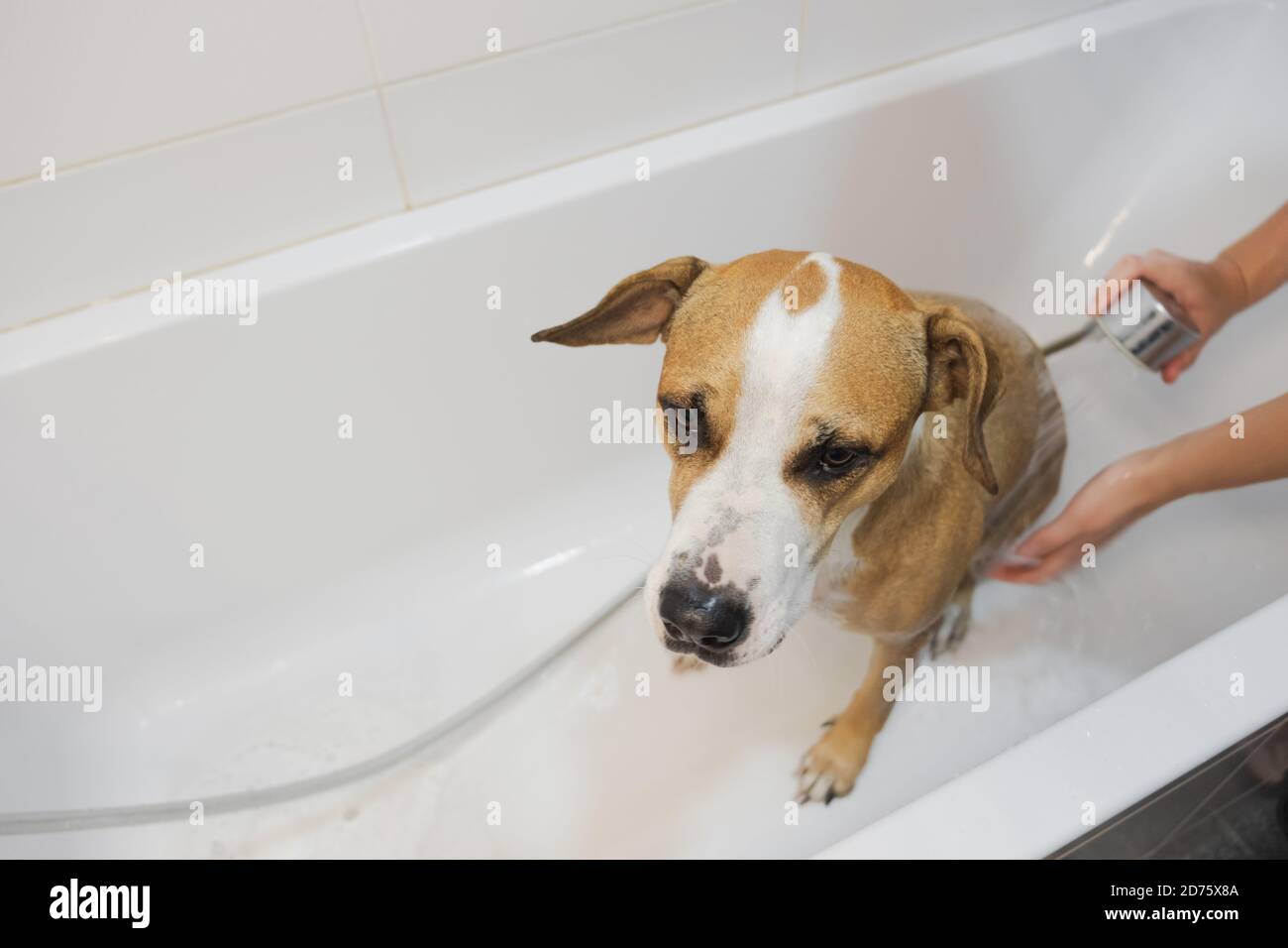 Laver le chien dans la salle de bains. Prendre soin et l'hygiène des animaux de compagnie, l'homme douche le chien dans la baignoire Banque D'Images