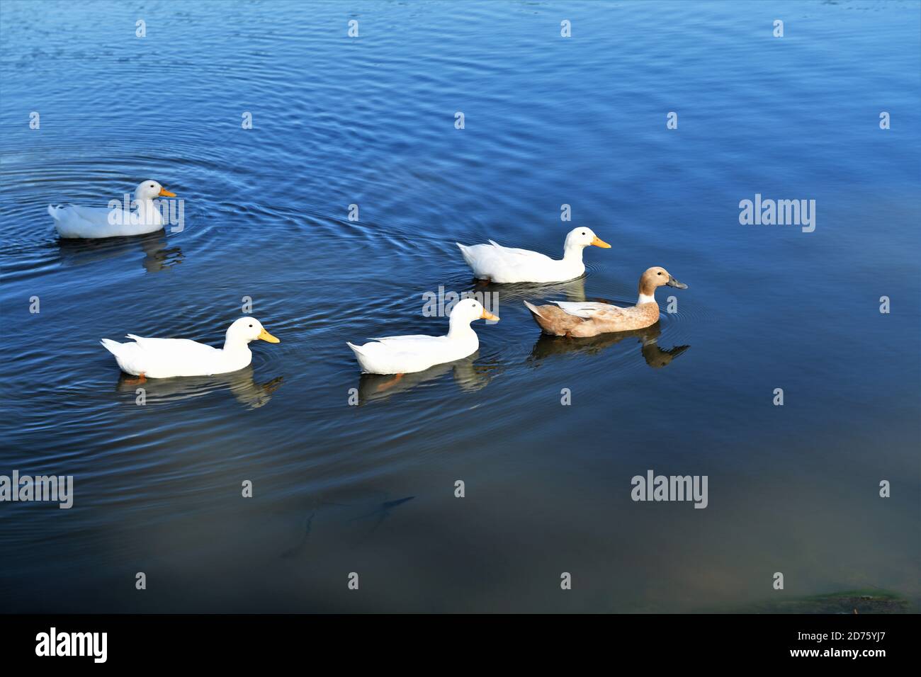 Cinq canards de Pékin pour nager. Banque D'Images