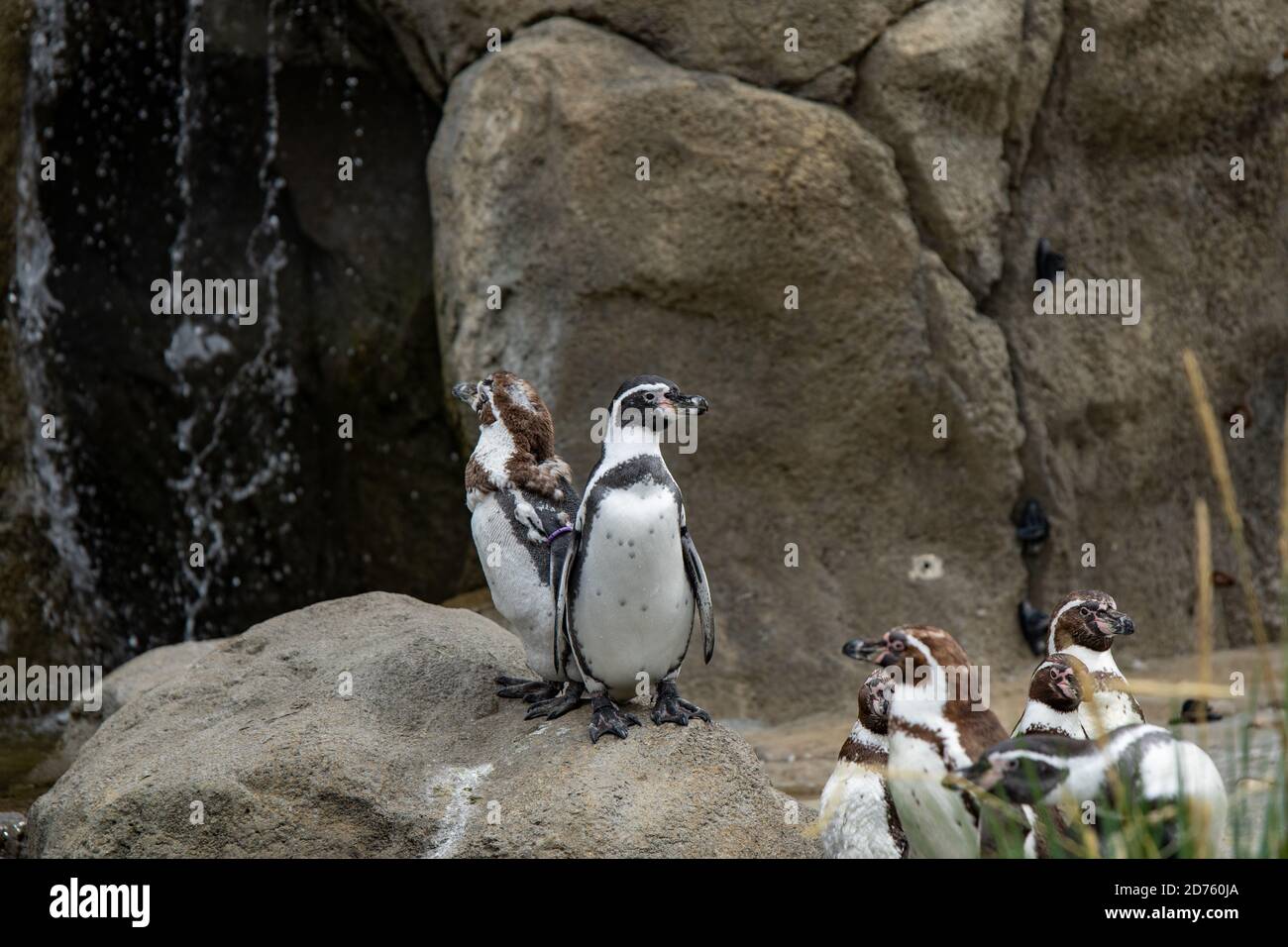 Pingouin, oiseau sans vol Banque D'Images