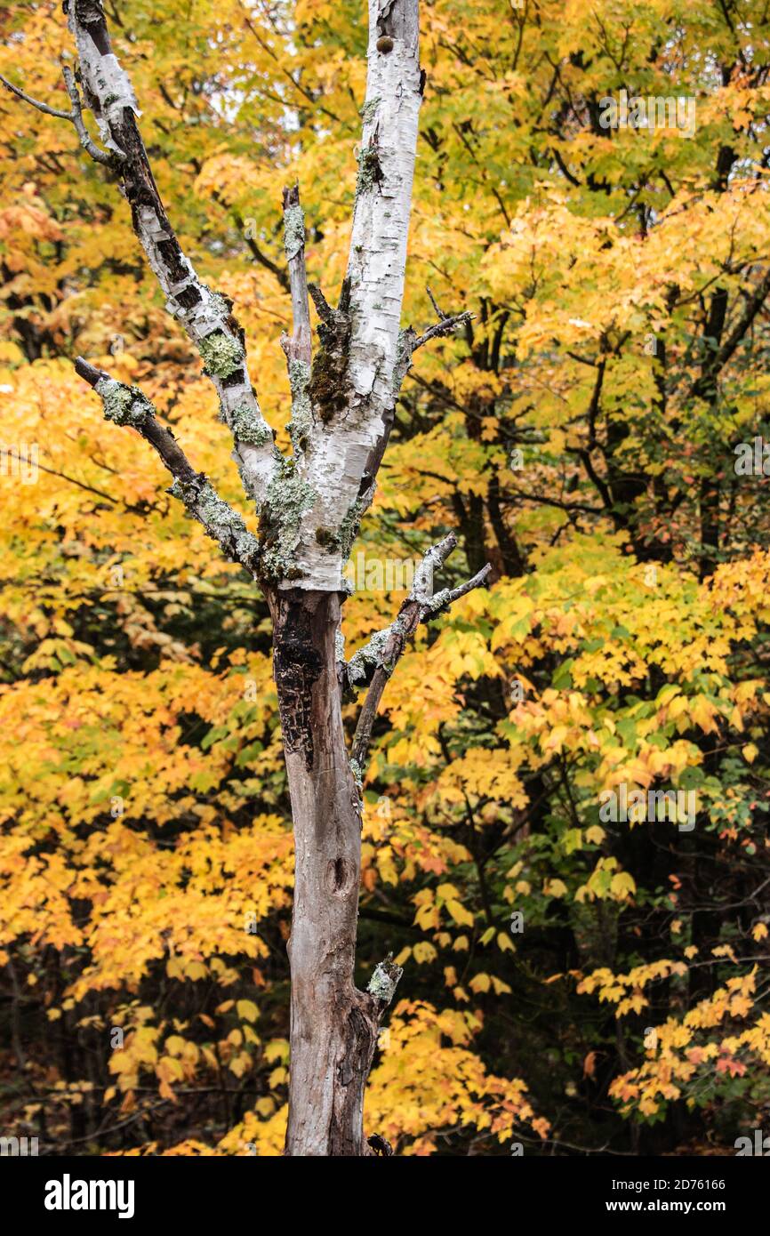 Automne feuilles d'érable déchue colorées avec fond coloré Banque D'Images