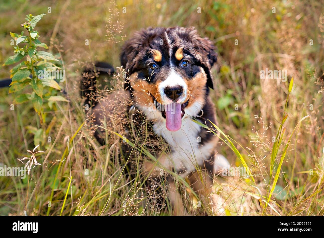 Chien de montagne bernois chiot debout dans le parc forestier Banque D'Images