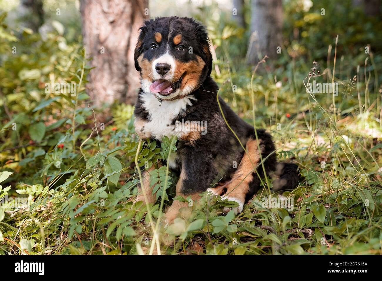 Chien de montagne bernois chiot debout dans le parc forestier Banque D'Images