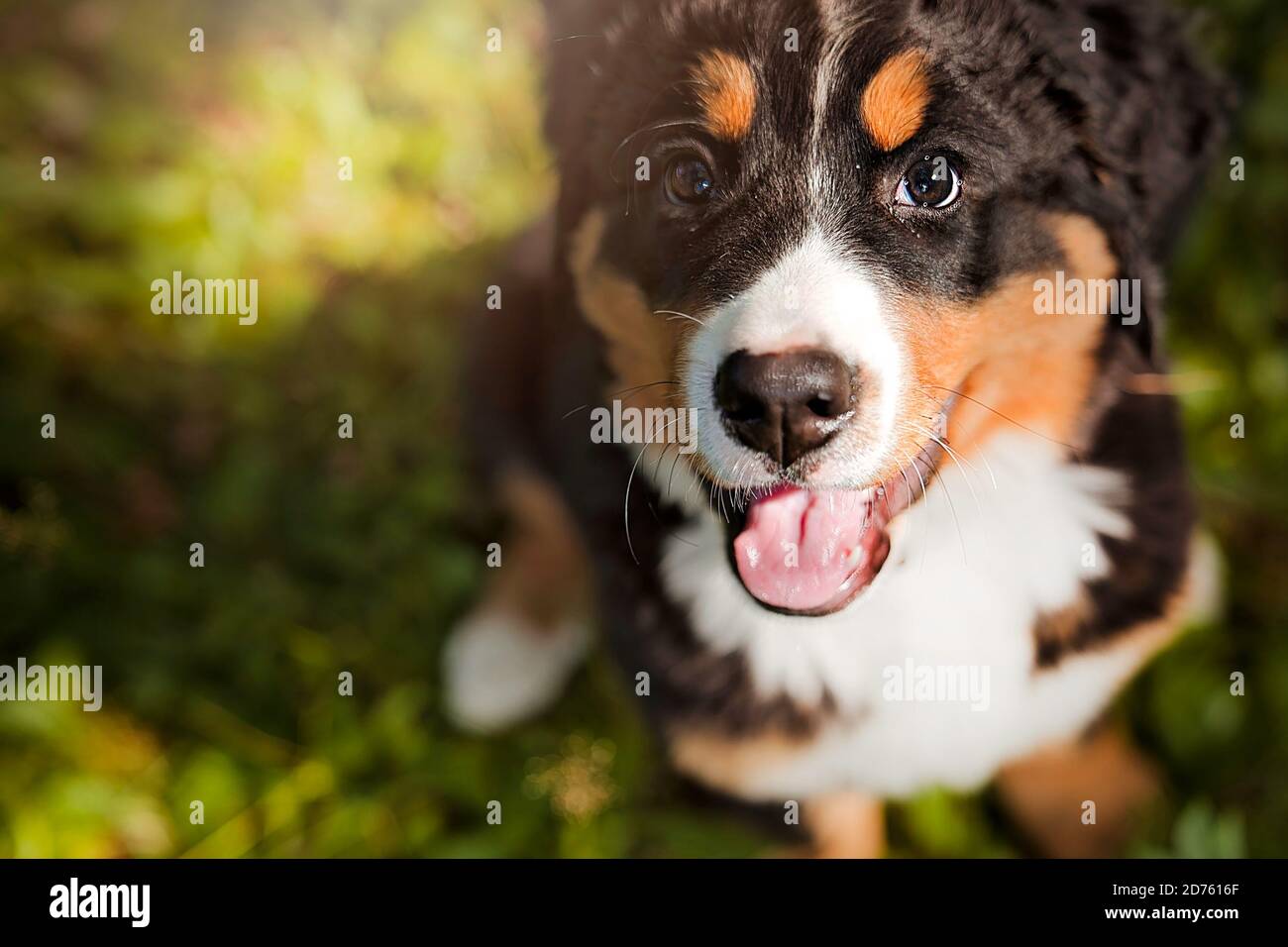 Chien de montagne bernois chiot debout dans le parc forestier Banque D'Images