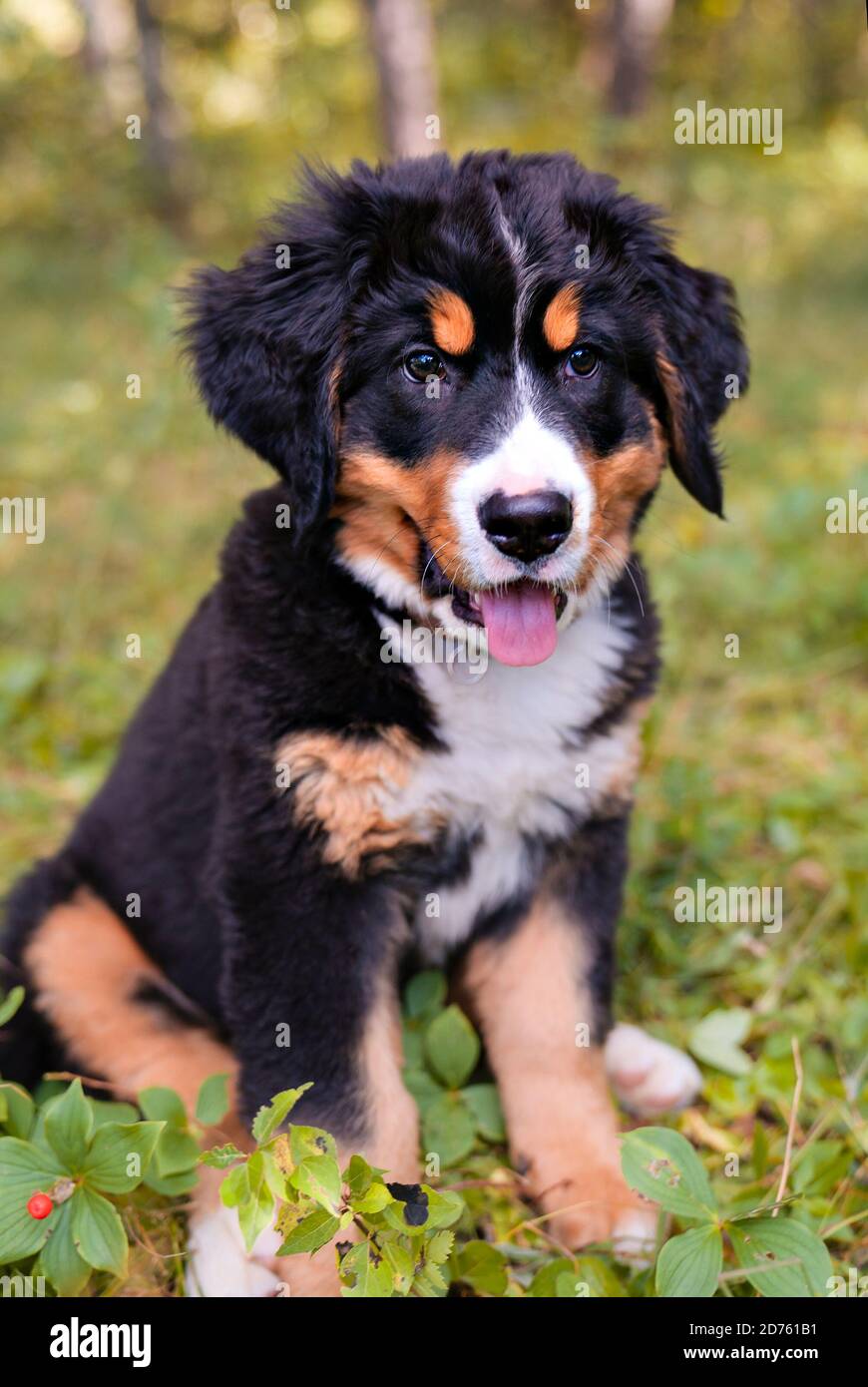 Chien de montagne bernois chiot debout dans le parc forestier Banque D'Images