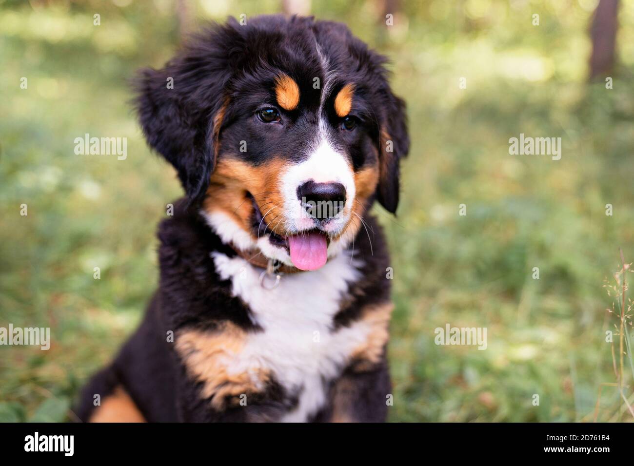 Chien de montagne bernois chiot debout dans le parc forestier Banque D'Images