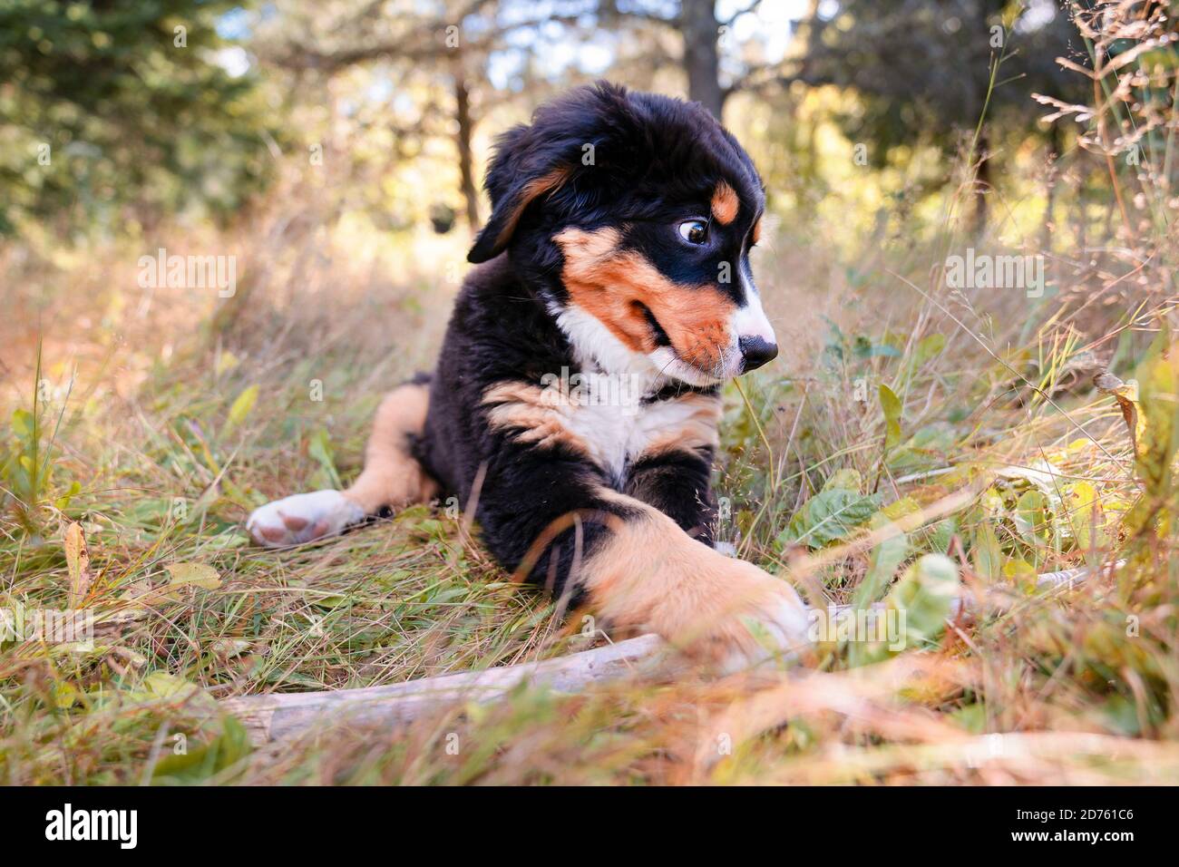 Chien de montagne bernois chiot debout dans le parc forestier Banque D'Images
