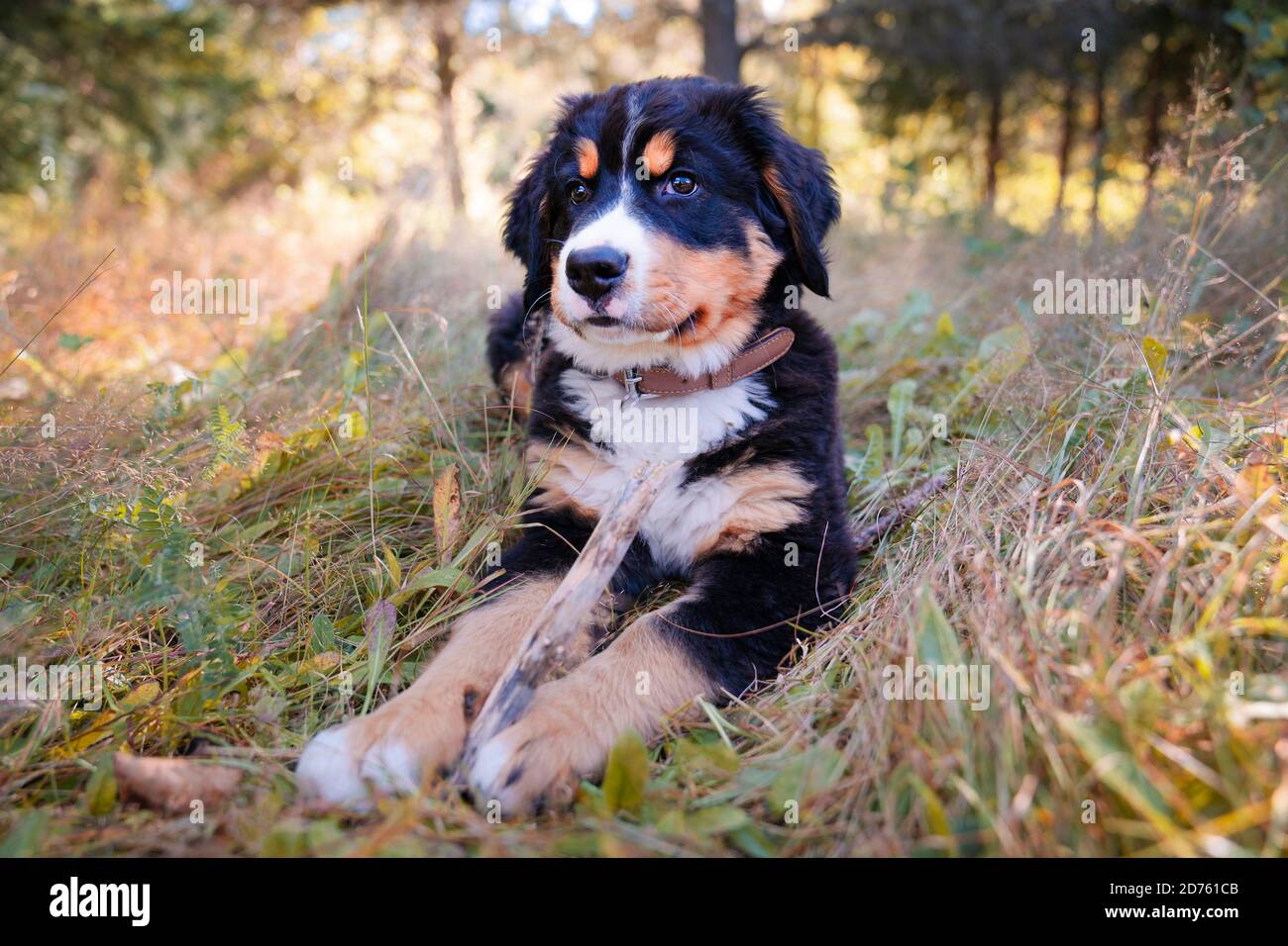 Chien de montagne bernois chiot debout dans le parc forestier Banque D'Images