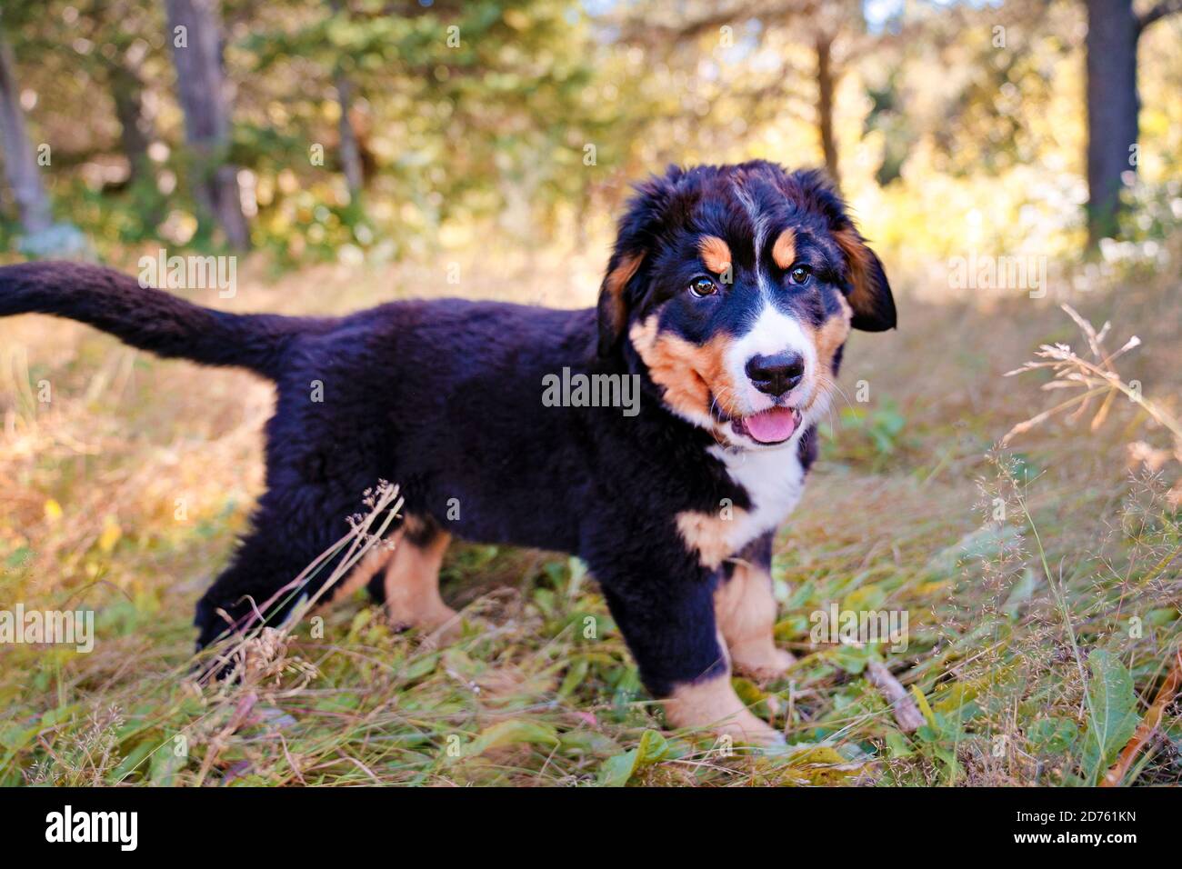 Chien de montagne bernois chiot debout dans le parc forestier Banque D'Images