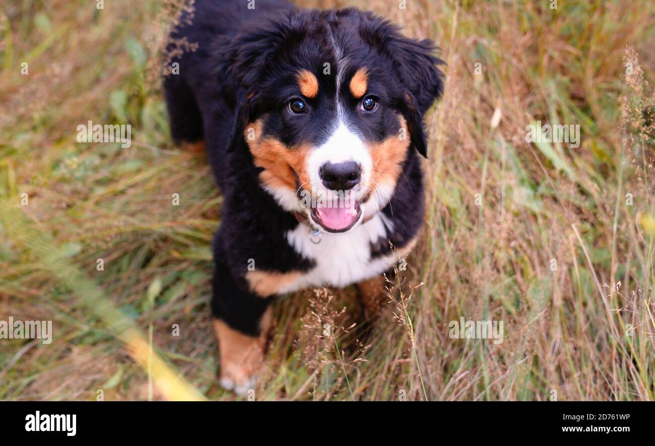 Chien de montagne bernois chiot debout dans le parc forestier Banque D'Images