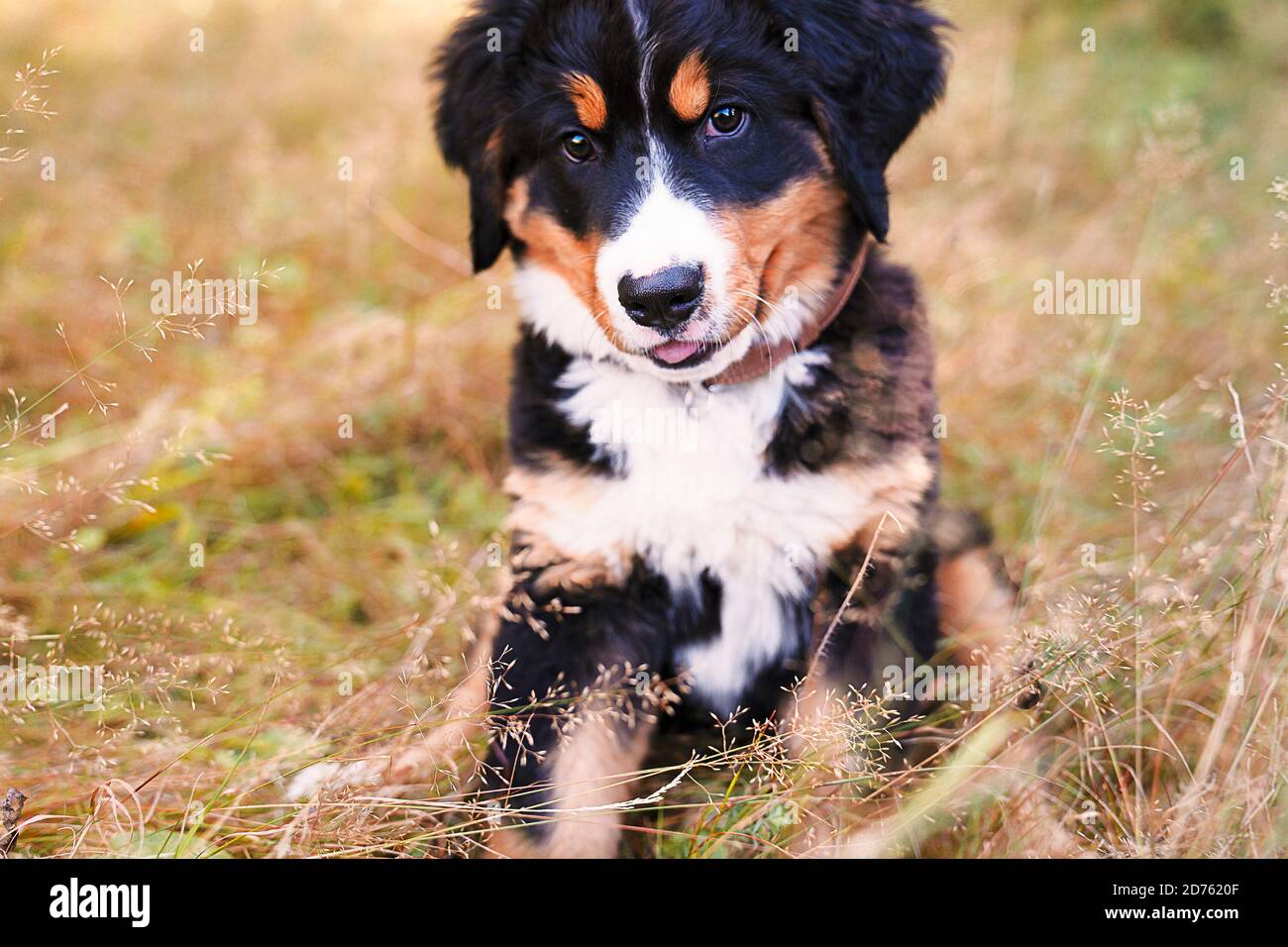Chien de montagne bernois chiot debout dans le parc forestier Banque D'Images