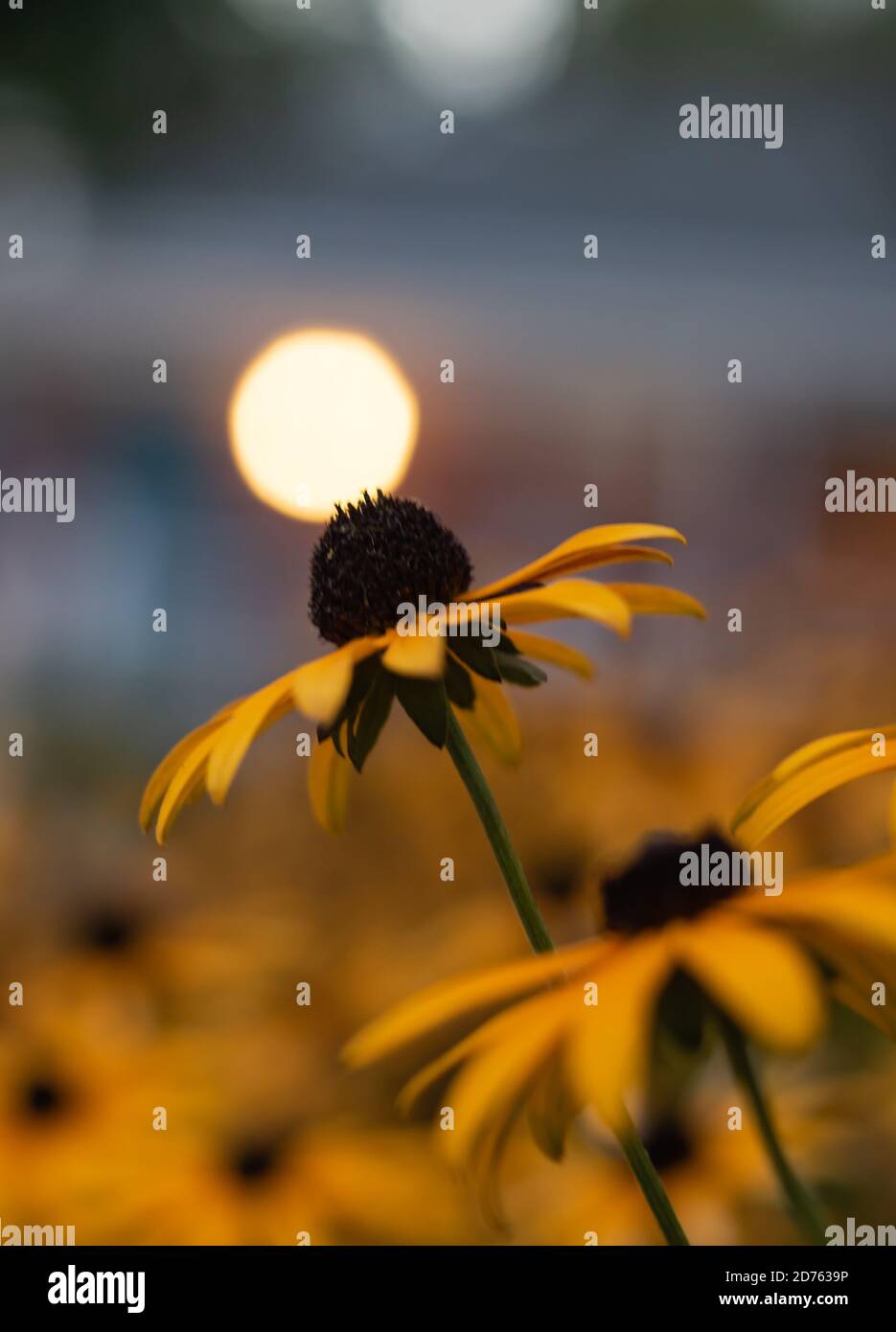 fleur conique jaune avec effet bokeh Banque D'Images