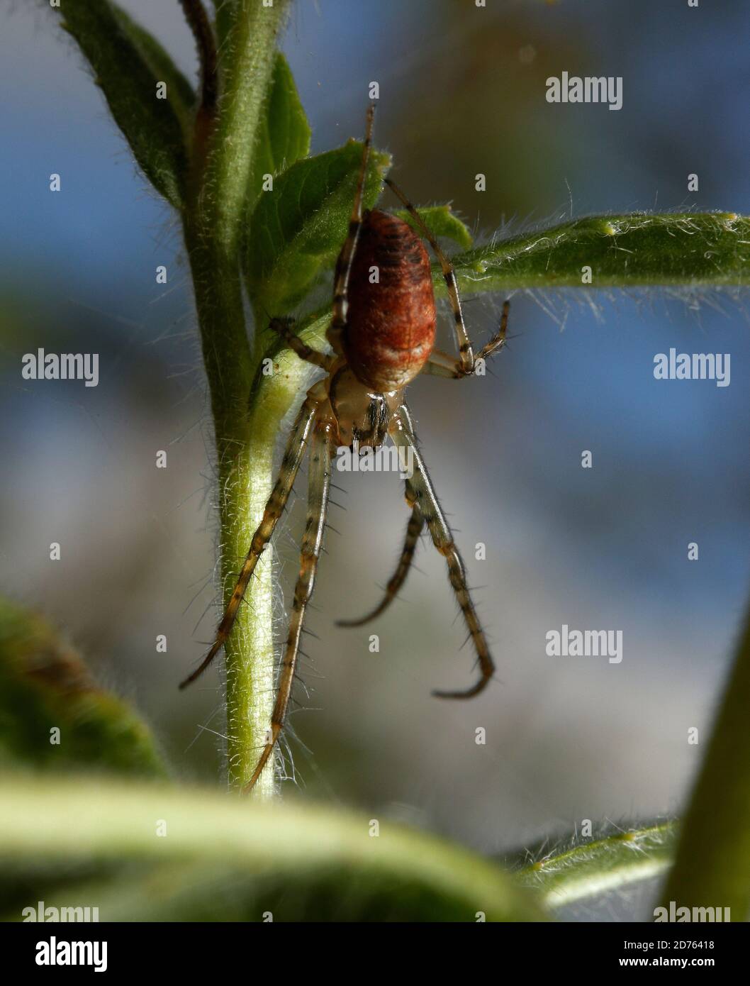 Orb Web Spider Banque D'Images