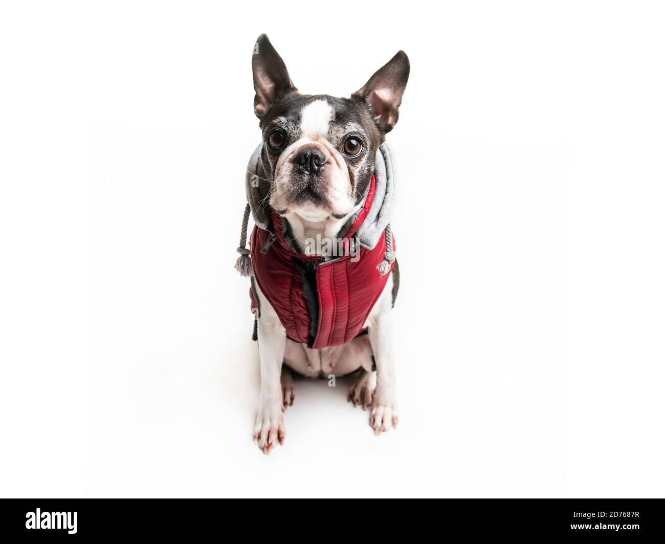 Magnifique chien terrier de boston sur fond blanc portant un manteau  d'hiver Photo Stock - Alamy