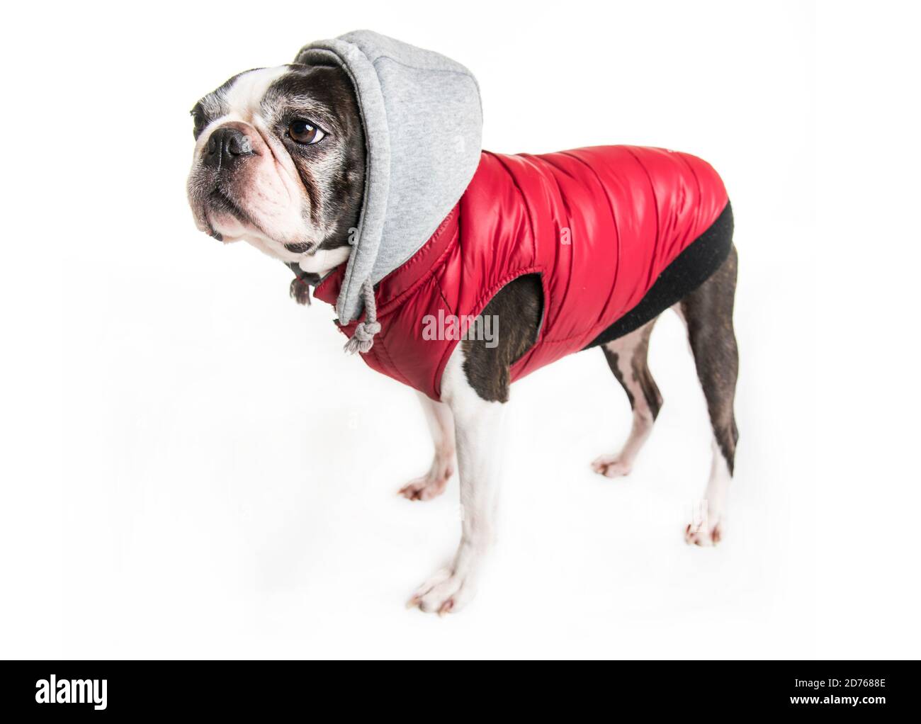 Manteau pour boston terrier deals