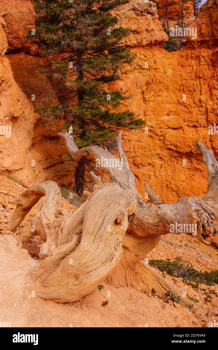 Escarpé de genièvre, dans le étroit canyon de hoodoo, parc national de Bryce Canyon, Utah Banque D'Images