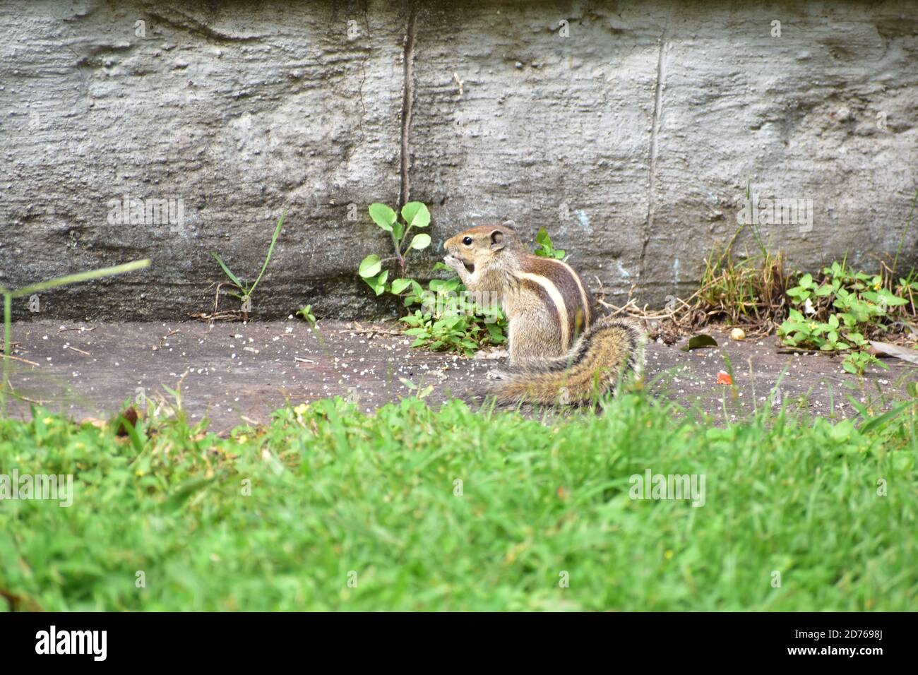 Un écureuil mangeant de la nourriture dans un parc. Herbe verte tout autour de lui Banque D'Images