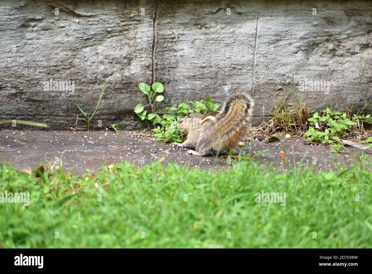 Un écureuil mangeant de la nourriture dans un parc. Herbe verte tout autour de lui Banque D'Images