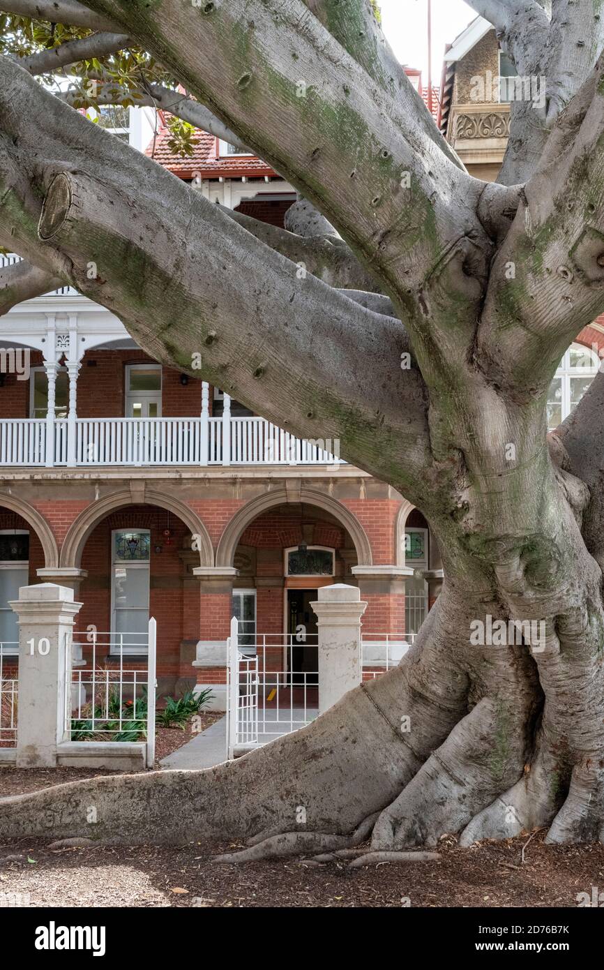 Kirkman House et son célèbre figuier de Moreton Bay. Banque D'Images